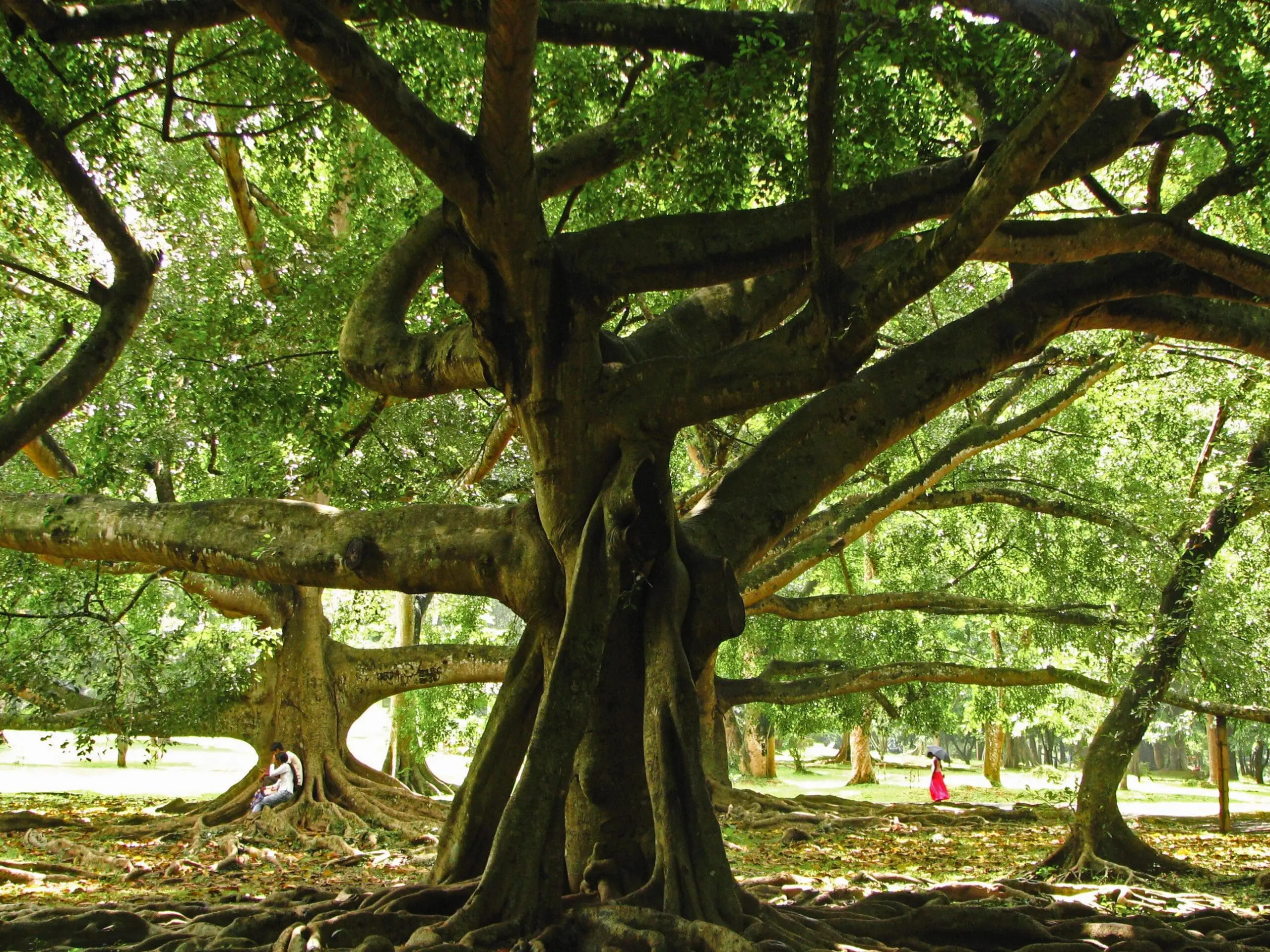 Peradeniya Botanical Gardens