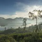 Tea Trails Sri Lanka 2014