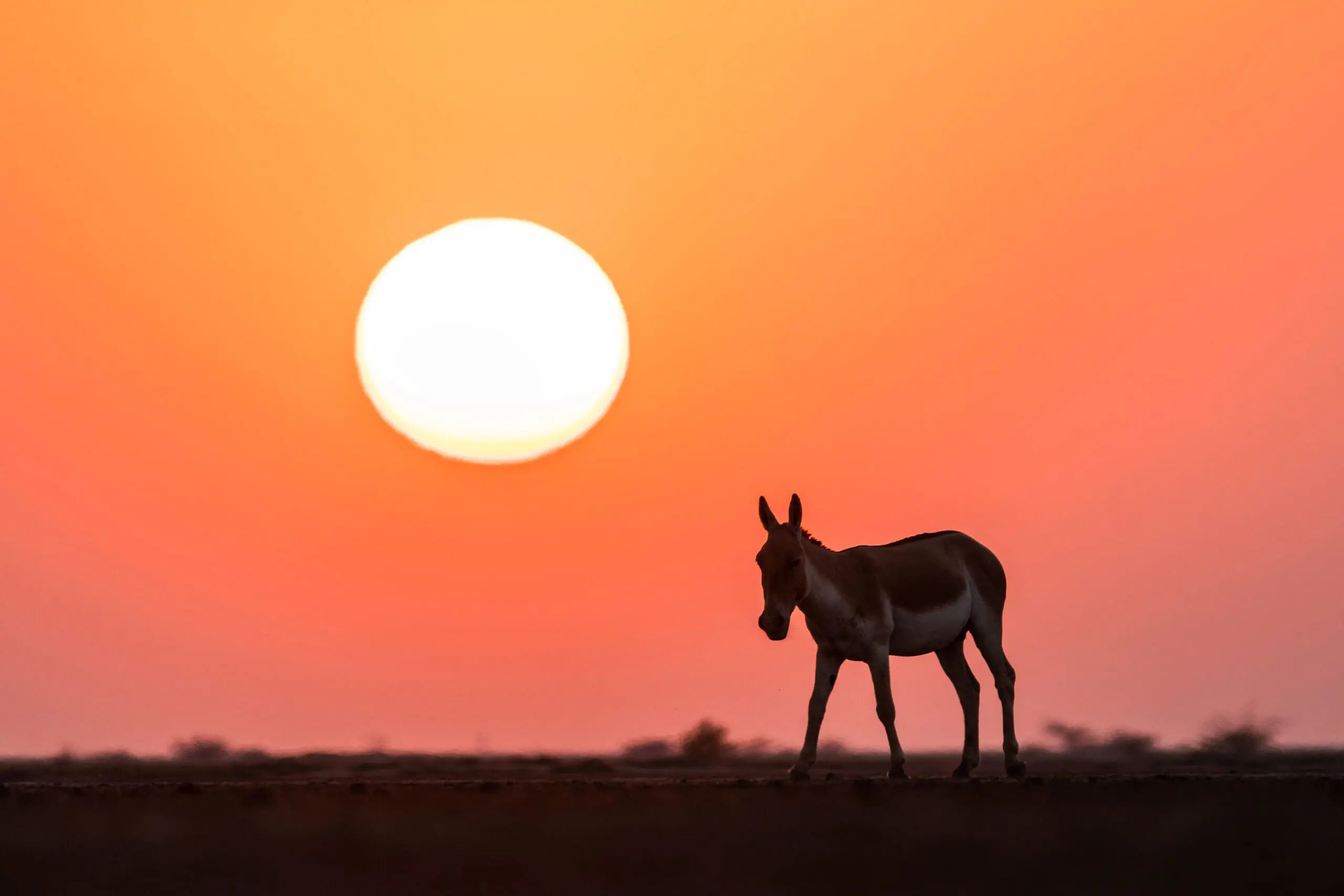 wild ass in sunset at rann riders resort