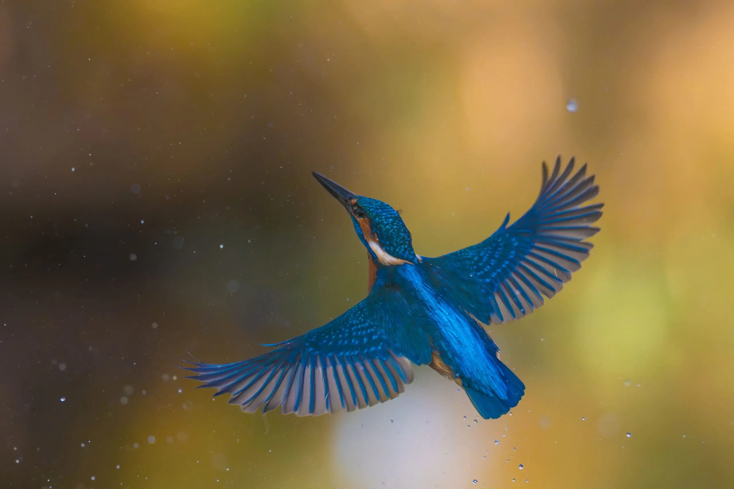 Kingfisher taking flight