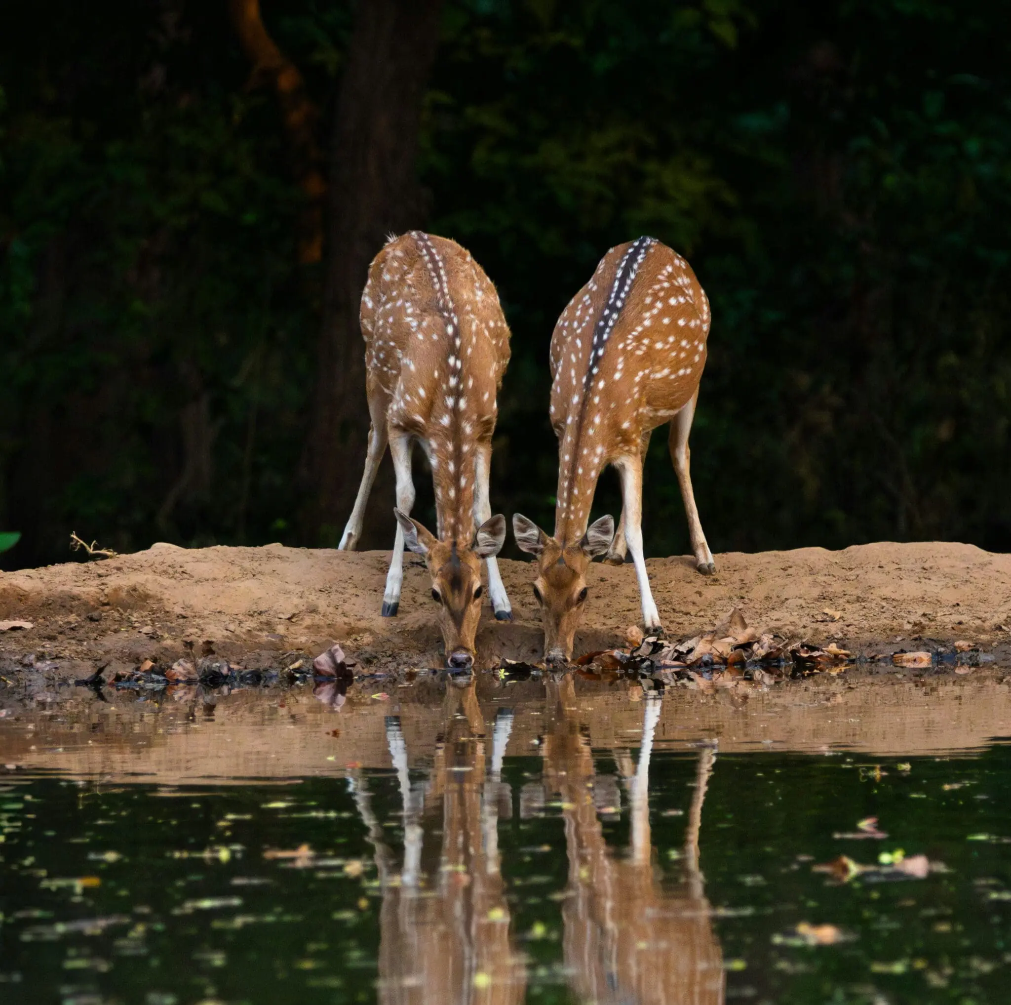 wildlife in uttarakhand