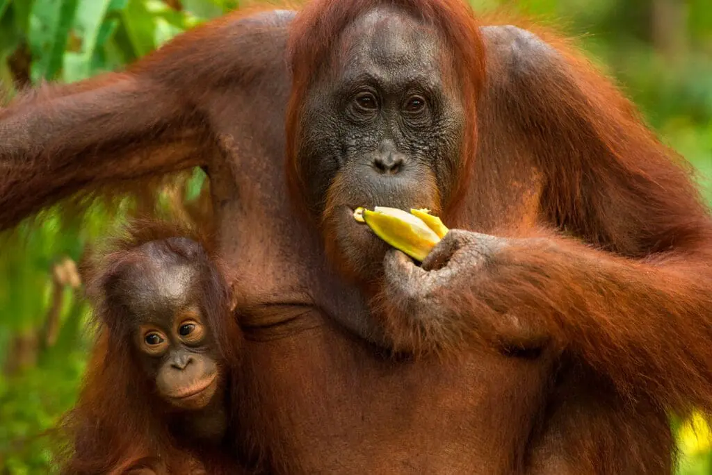 Orangutans feeding nearby Rimba Lodge