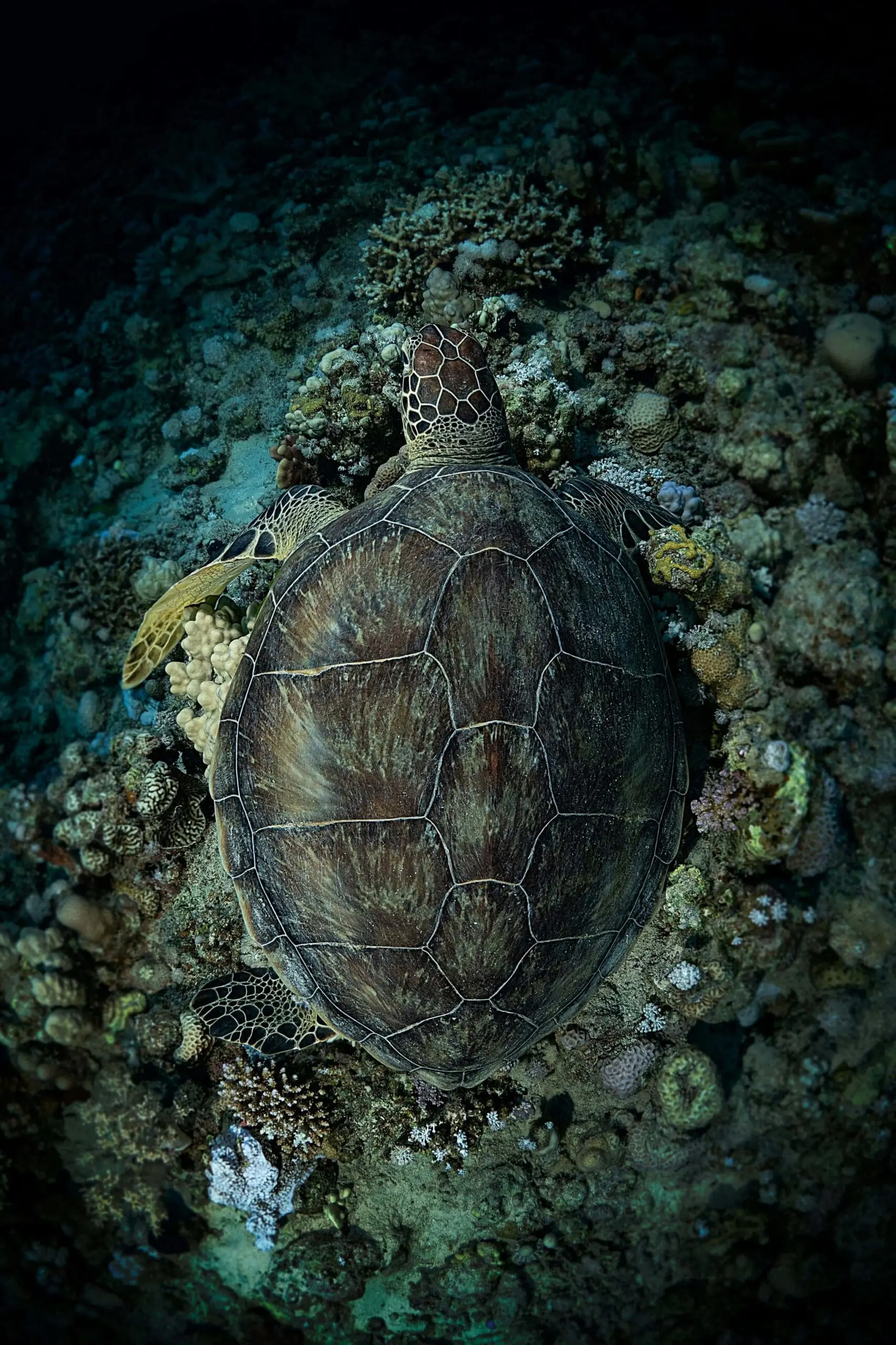 turtle