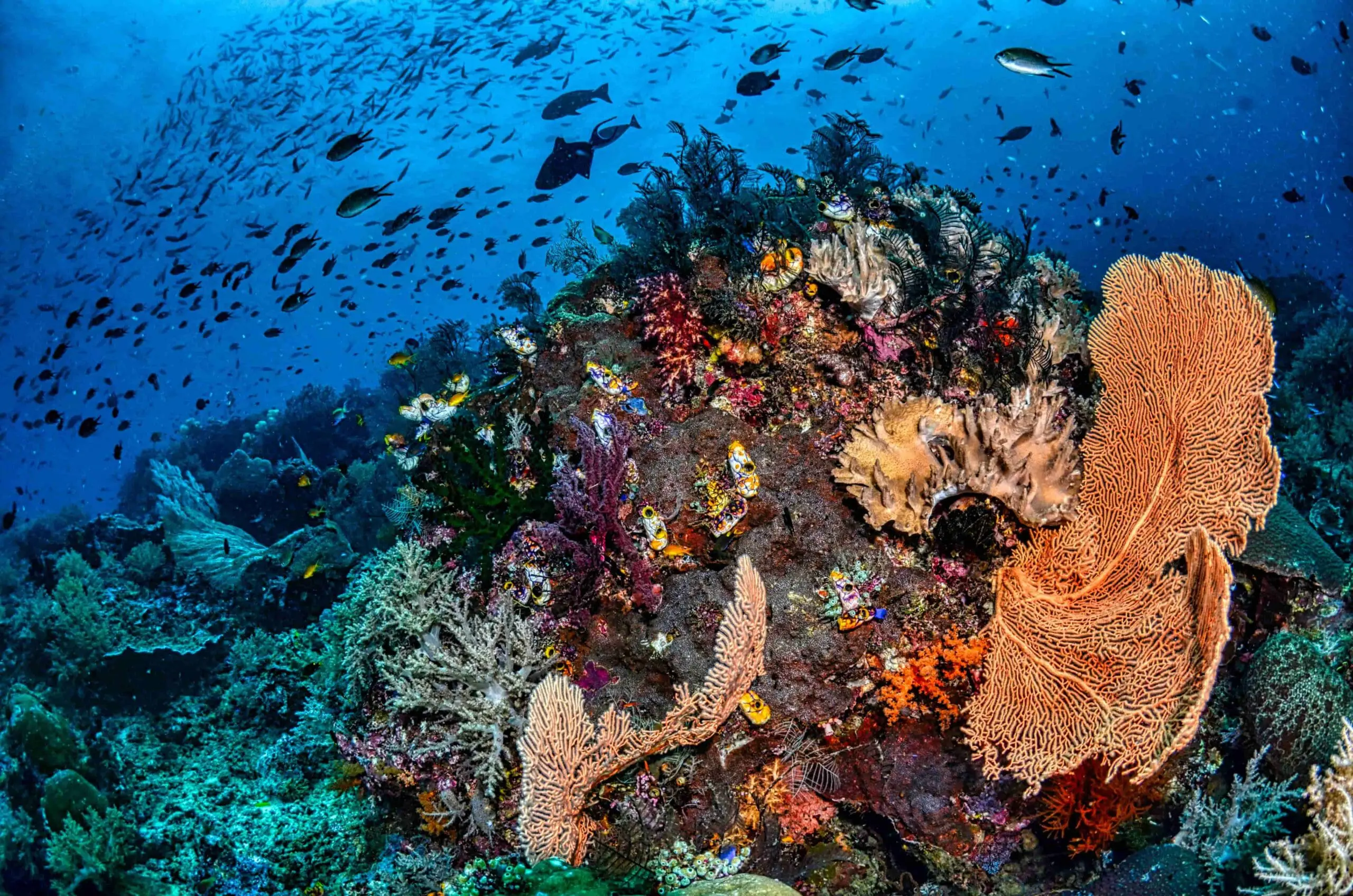 Underwater reefs and fish in Raja Ampat