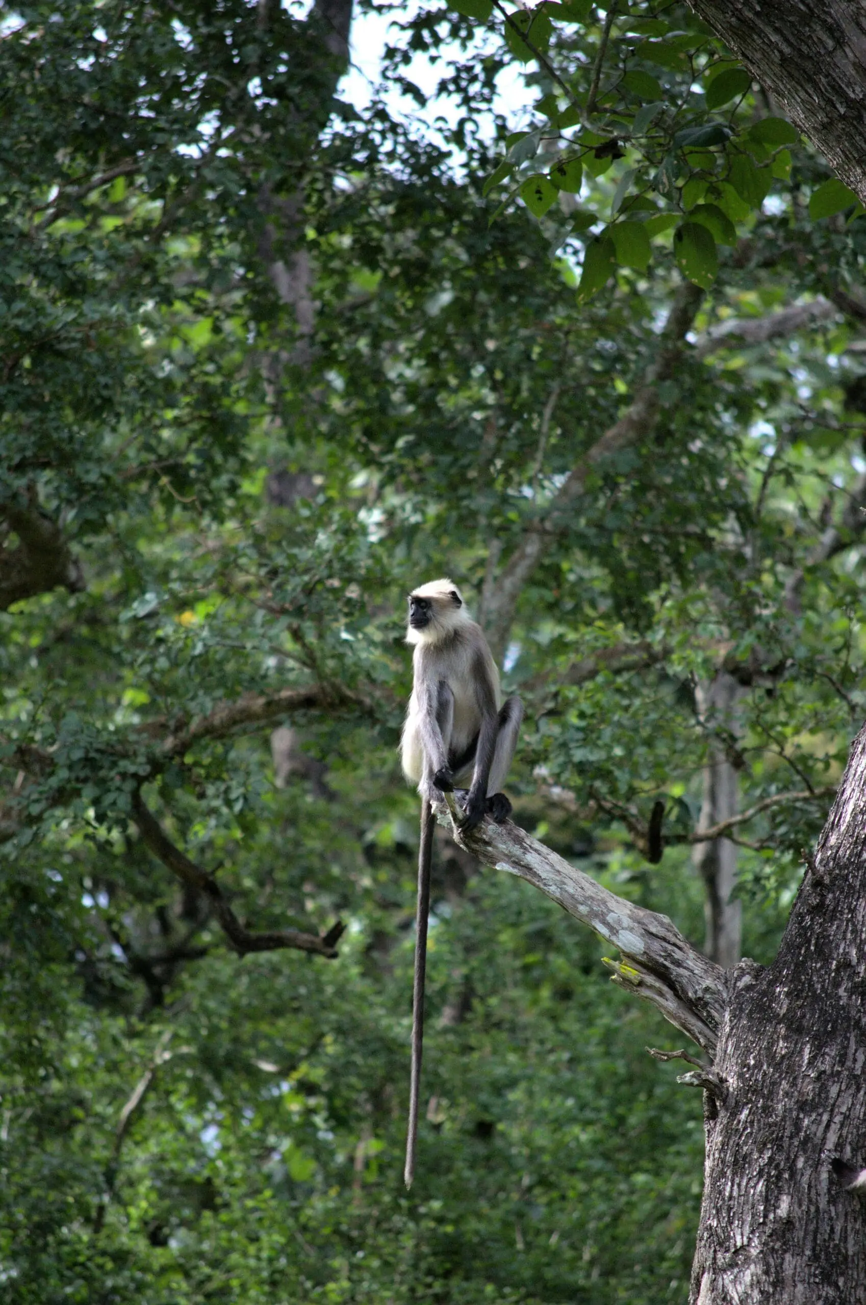 grey langur at lahugala national park