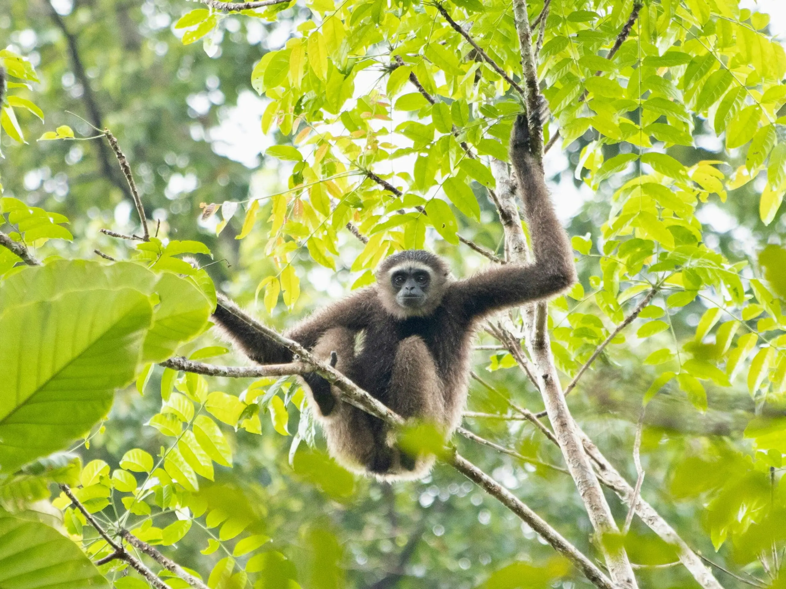 sandakan monkey