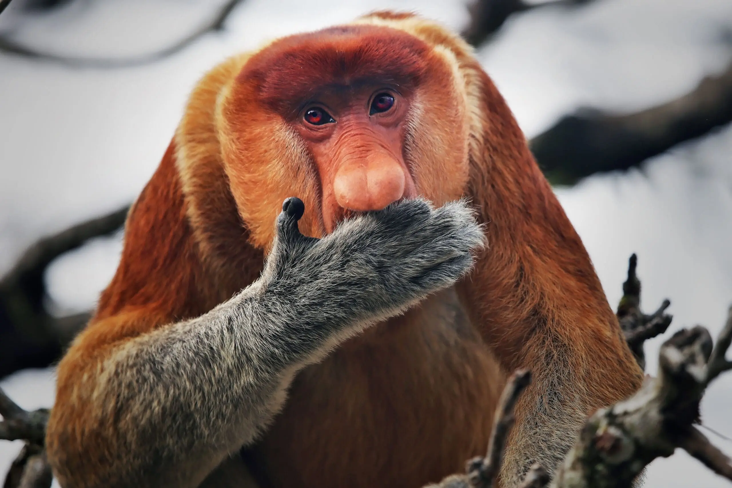 Probiscus Monkey Borneo