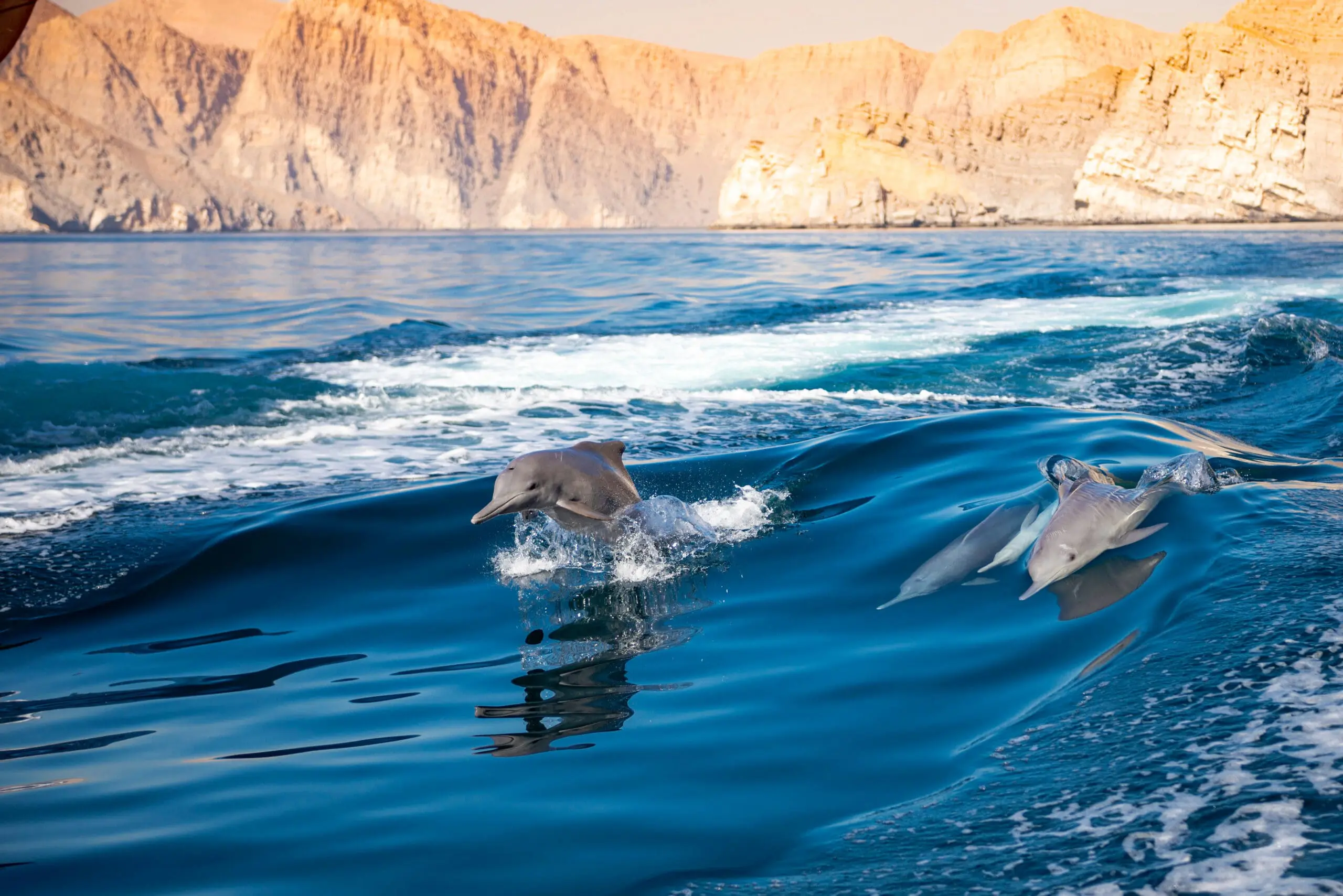 Oman dolphins