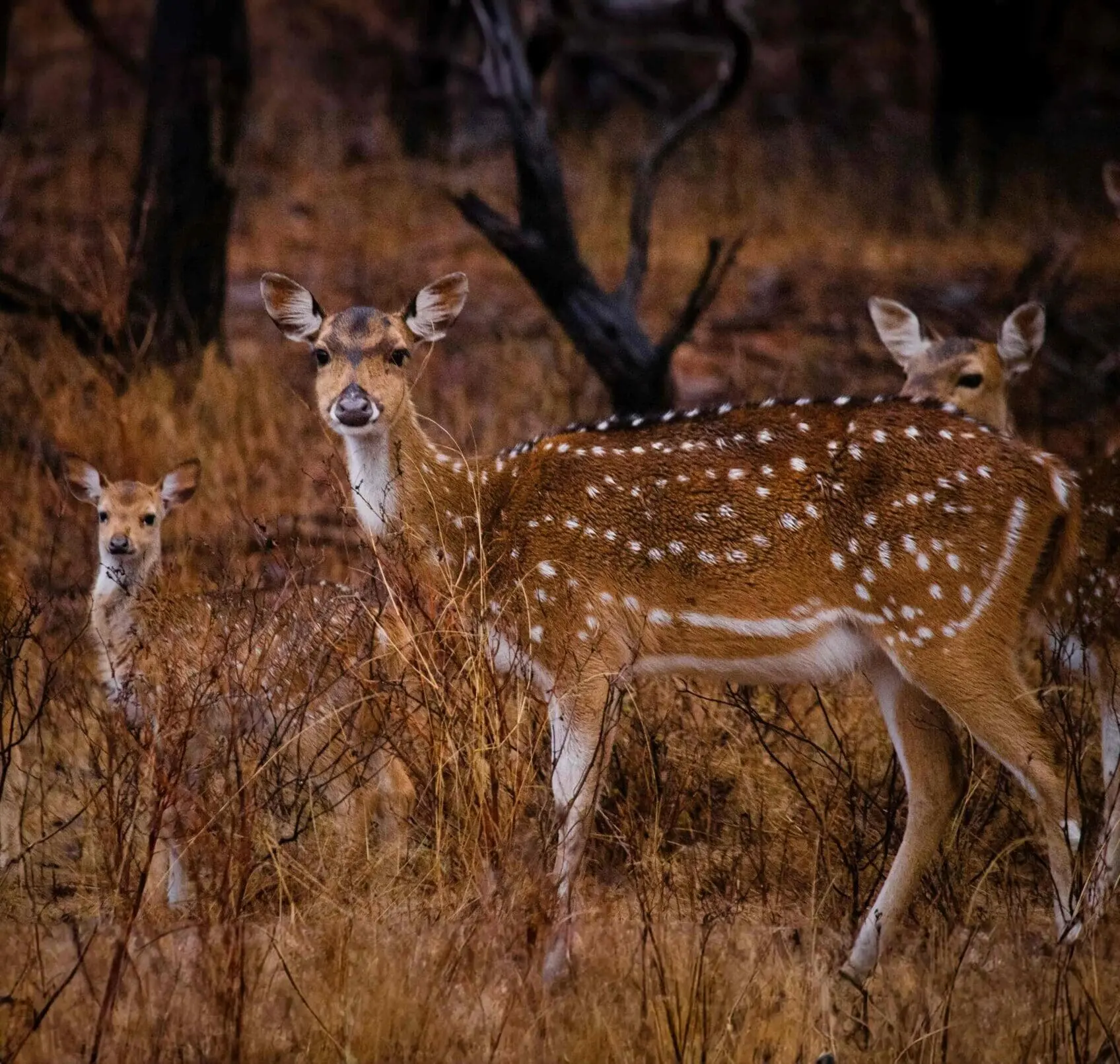 deer at ranthambore national park