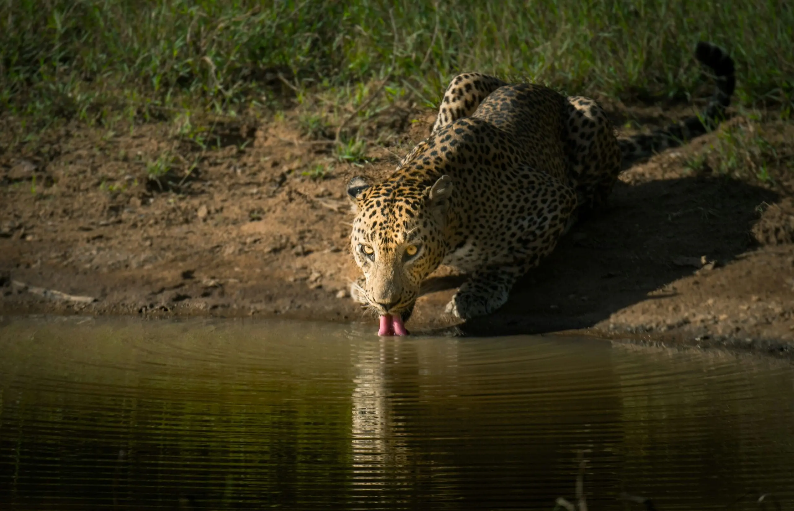 leopard at wilpattu national park
