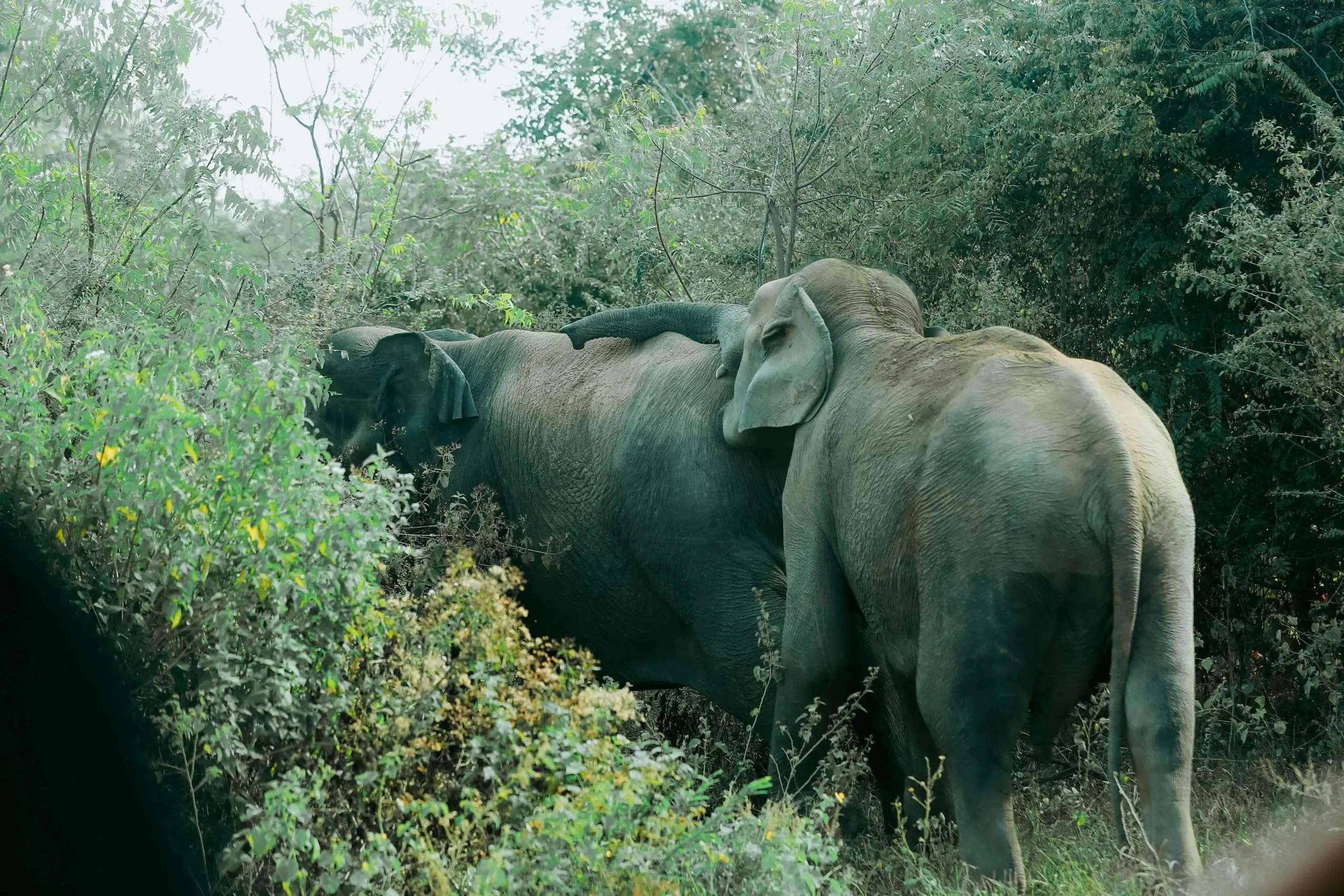 elephant in udawalawe