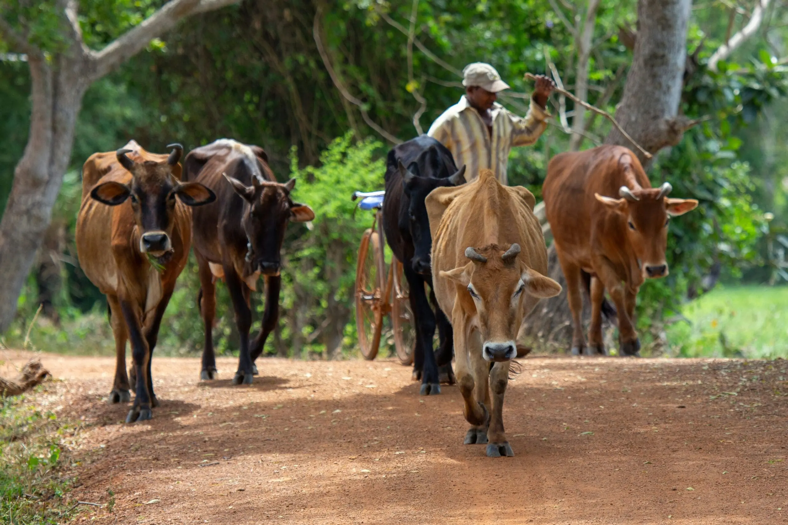 cows walking in north west sri lanka