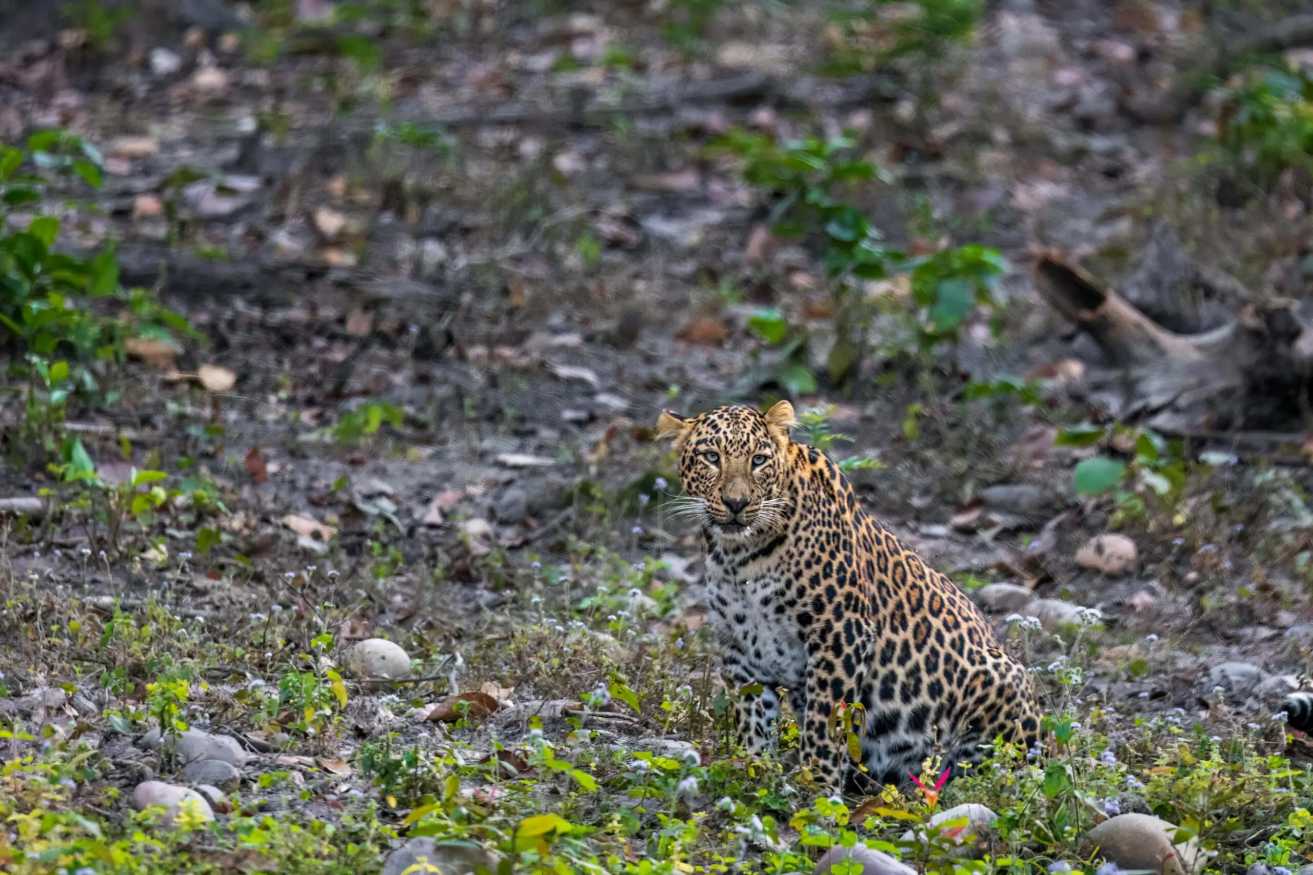 tiger at rajaji