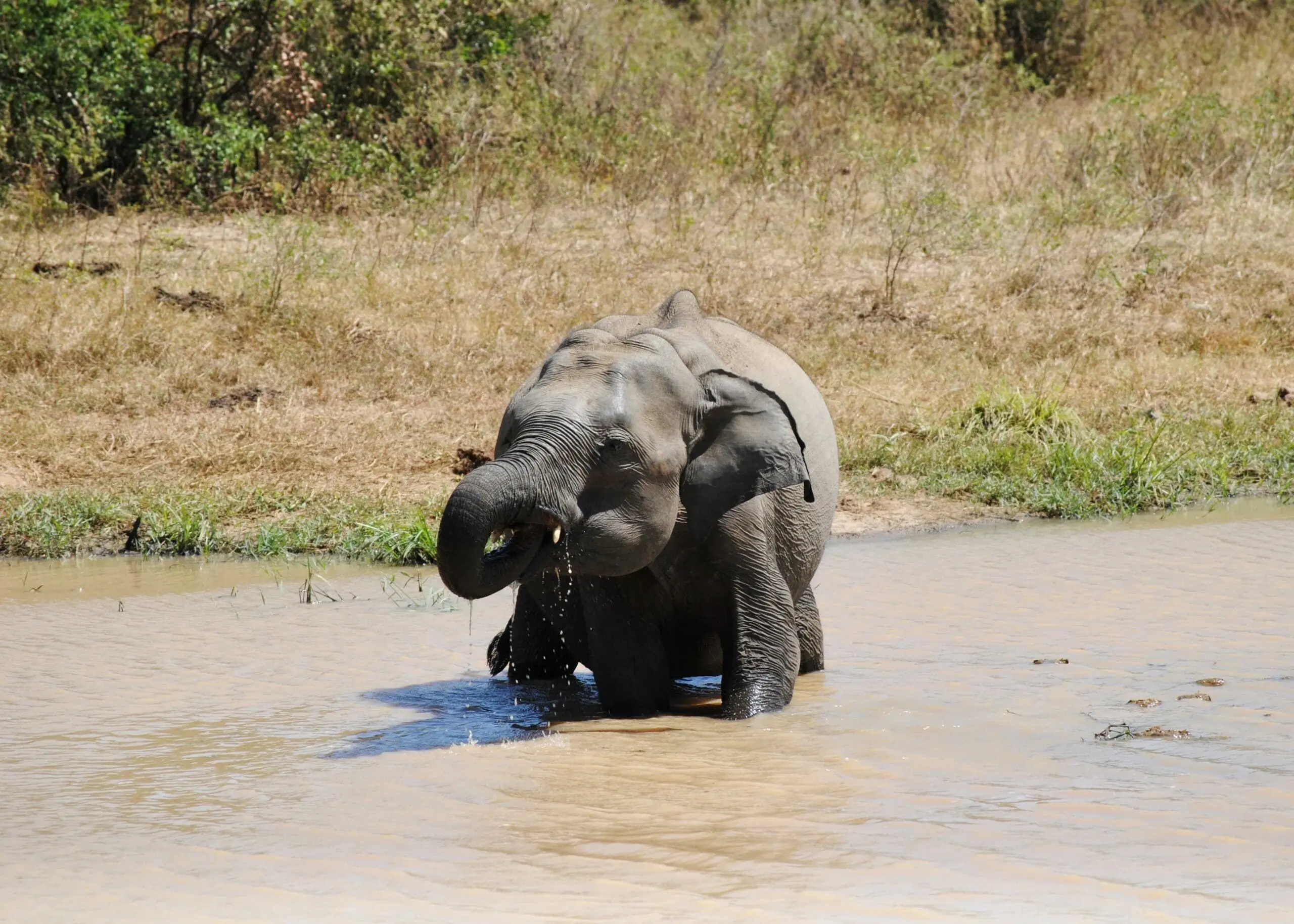 elephant wasgamuwa