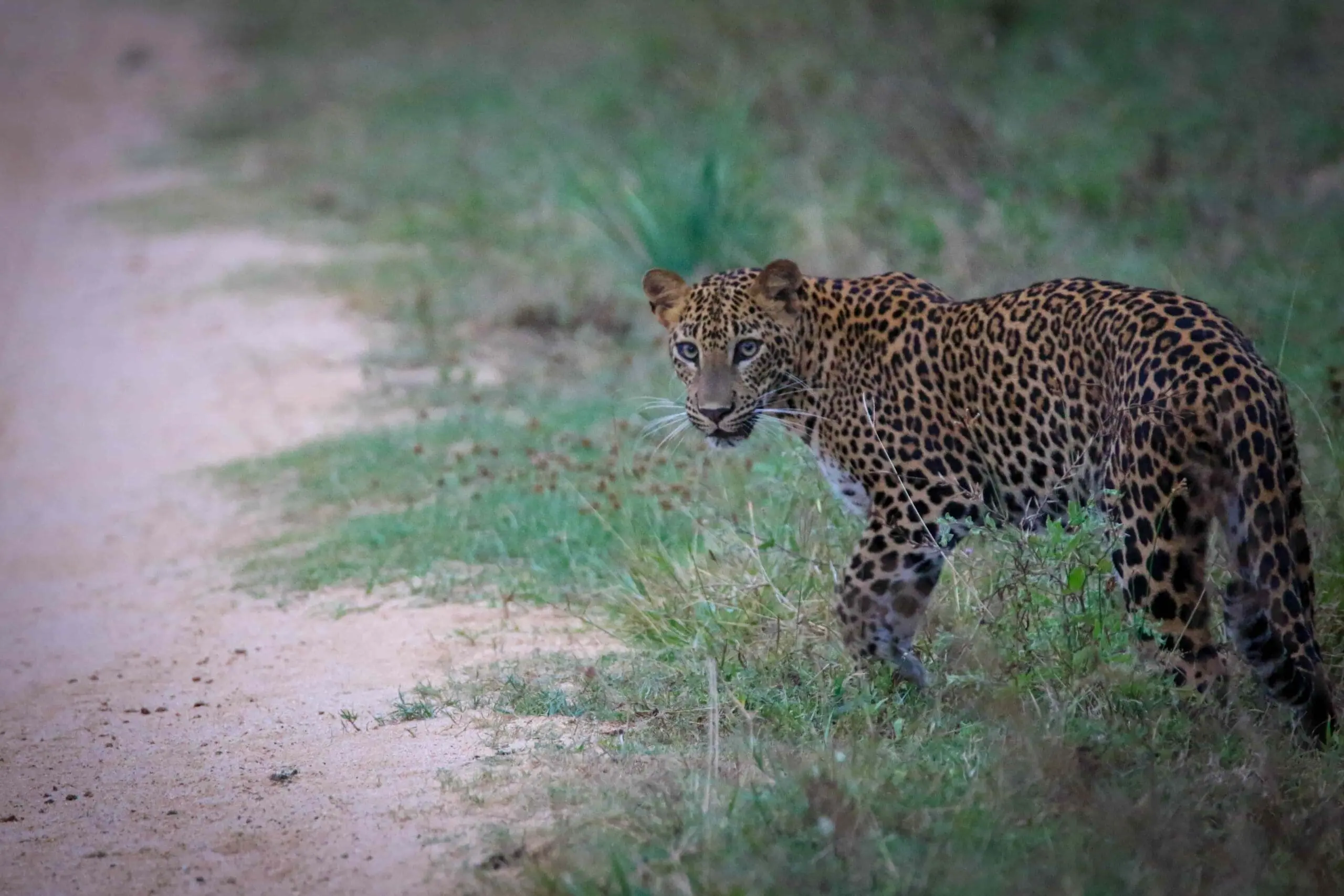 leopard in Kumana national park, sri lanka