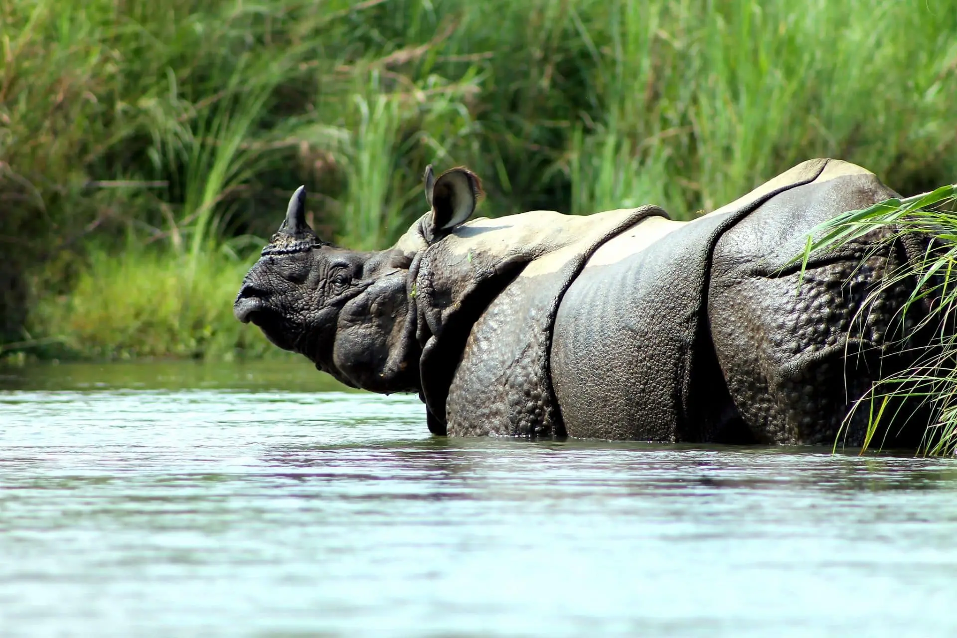 Greater one-horned rhinoceros standing in the water in Chitwan National Park, Nepal.