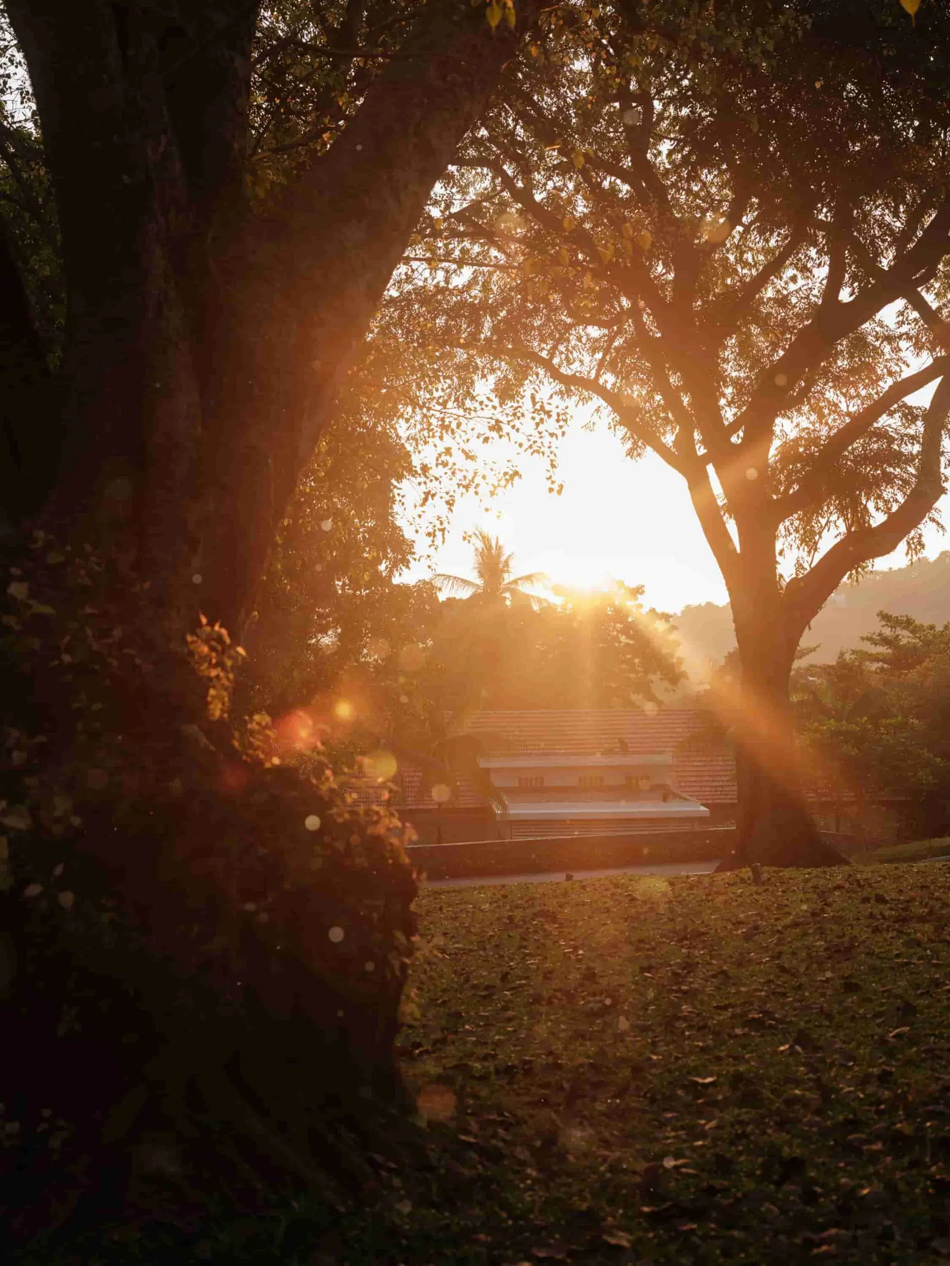 Capella Singapore lawn at sunrise with tropical trees and soft morning light