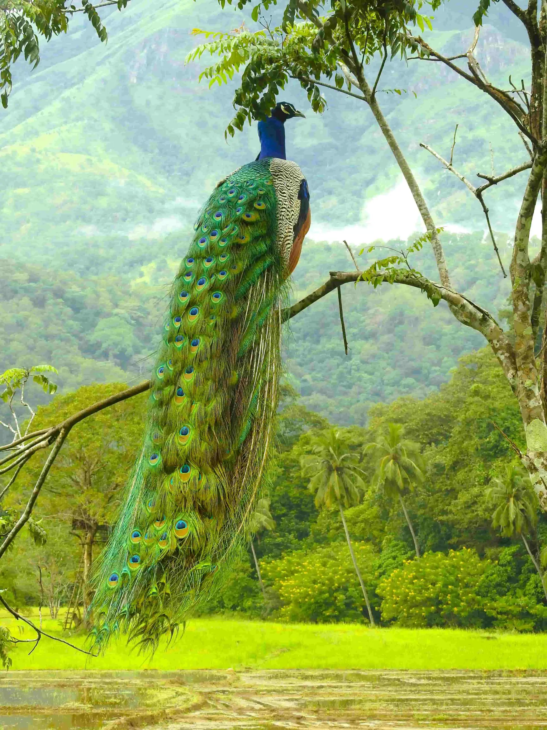 Peacock perched on a branch overlooking lush green countryside in rural Sri Lanka
