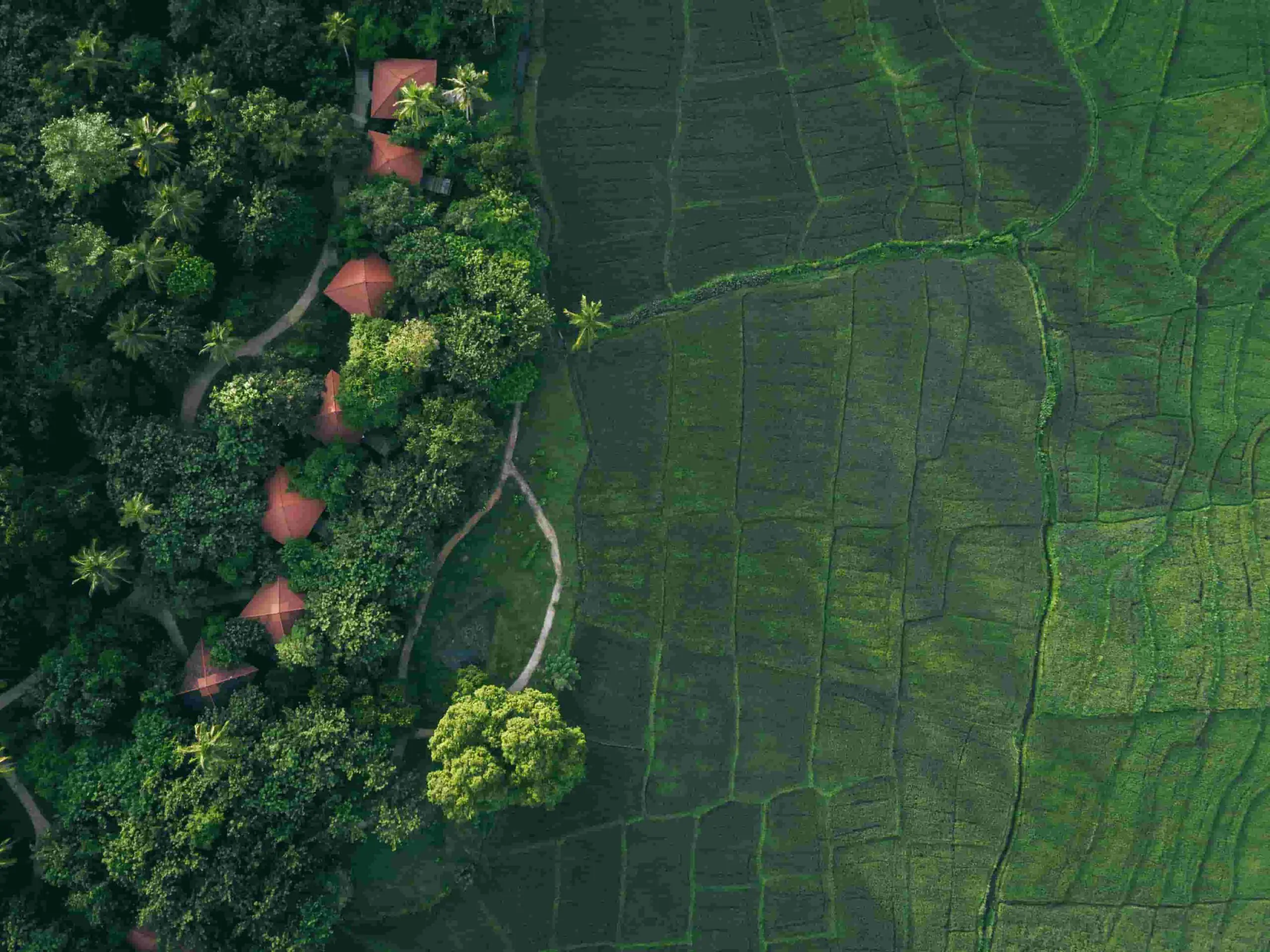 Aerial view of Jetwing Kaduruketha surrounded by rice paddies and tropical greenery