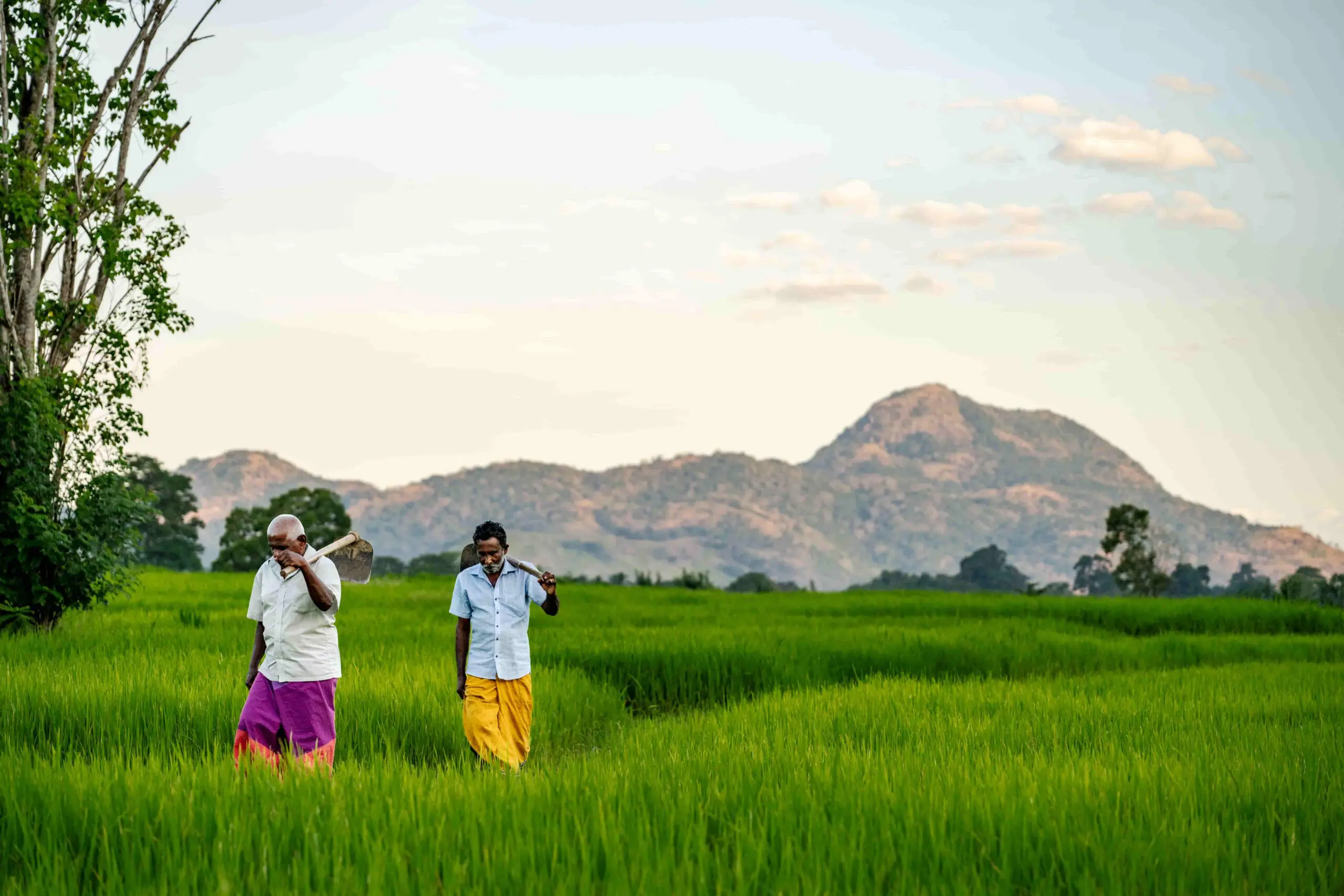 Local farmers walking through vibrant green paddy fields near Jetwing Kaduruketha