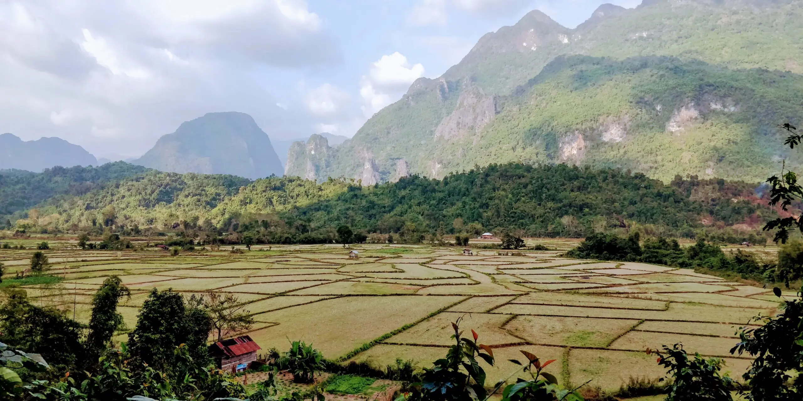 Rice Fields Laos