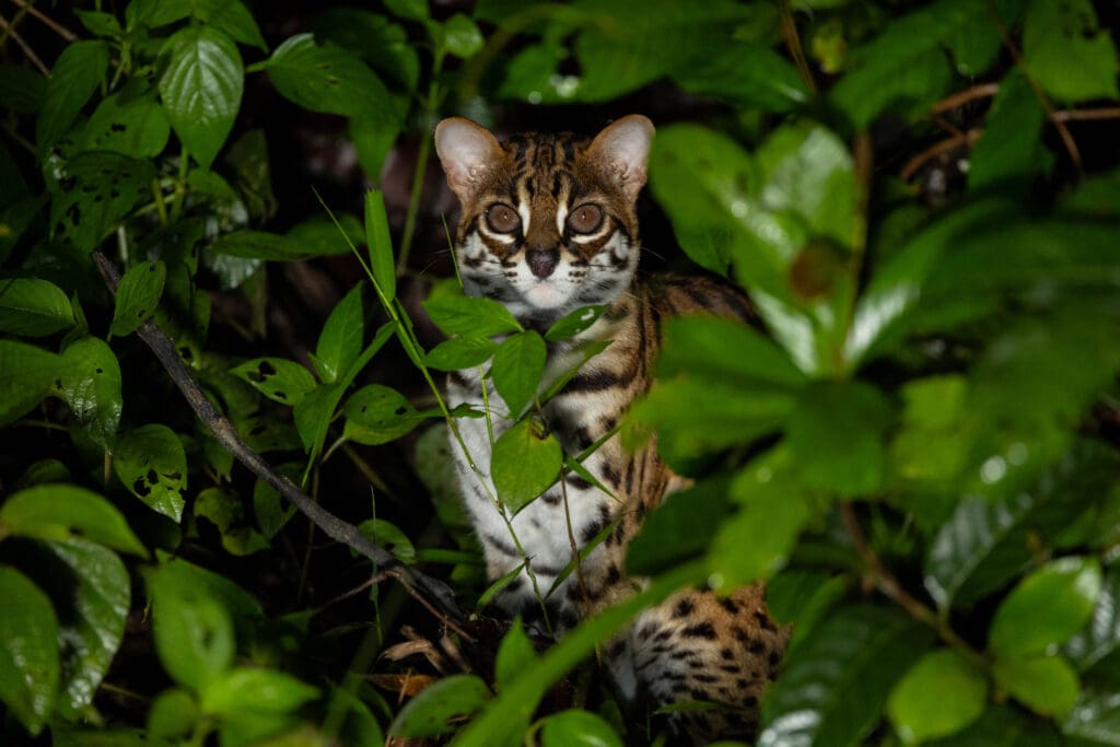 Borneo wild cat