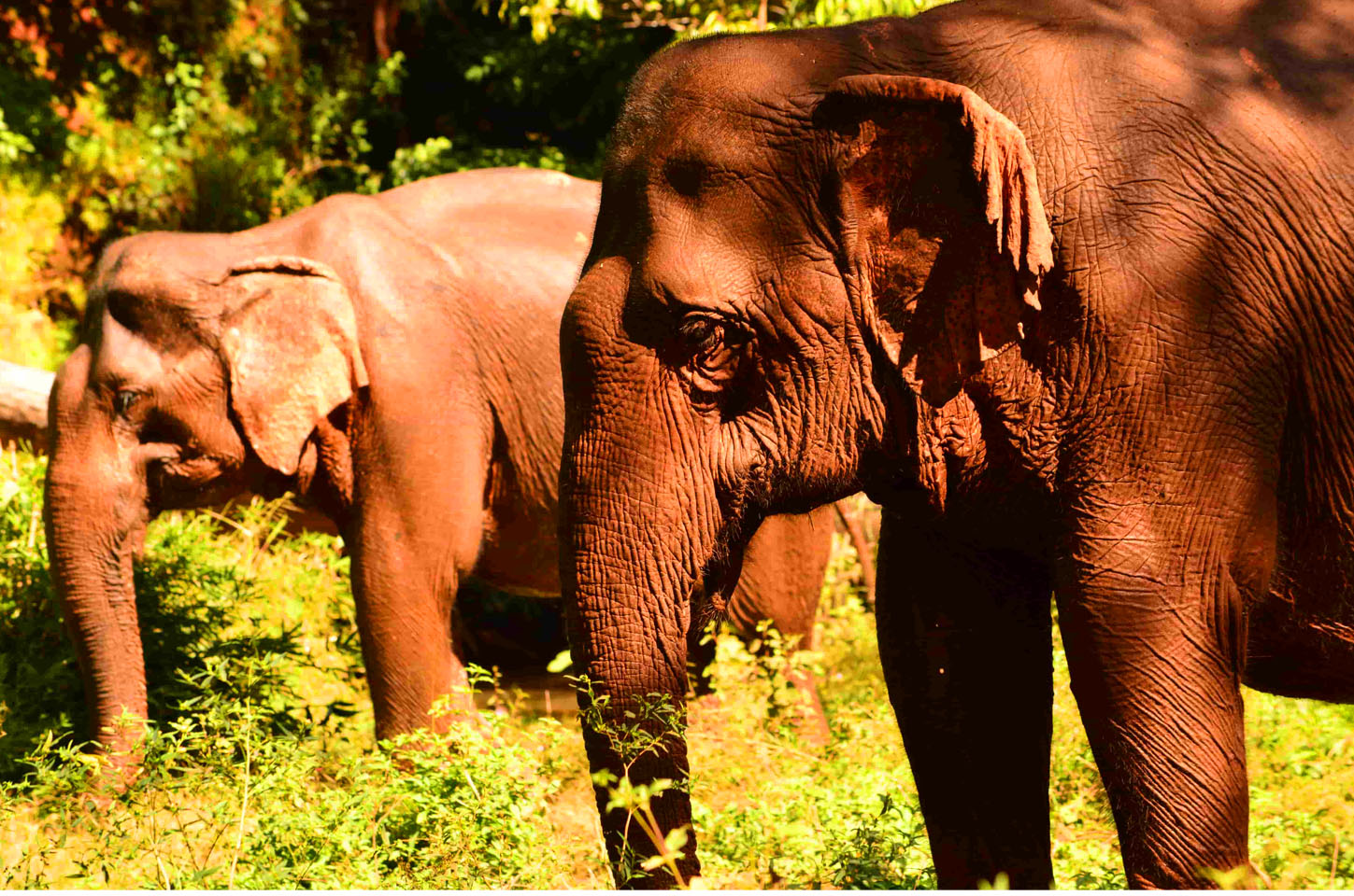 Elephant Valley Project Cambodia