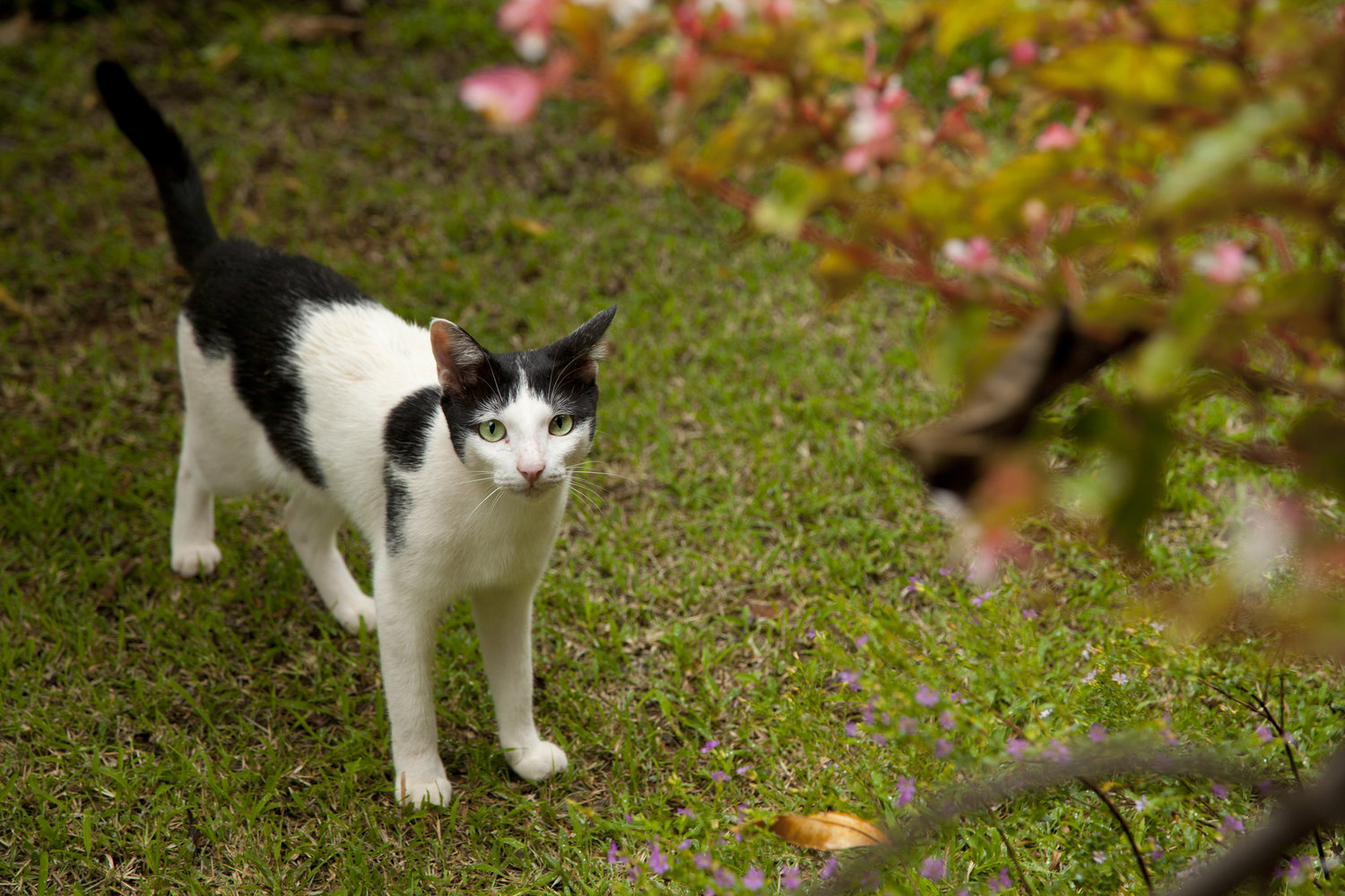 pet cat at gitanjali homestay