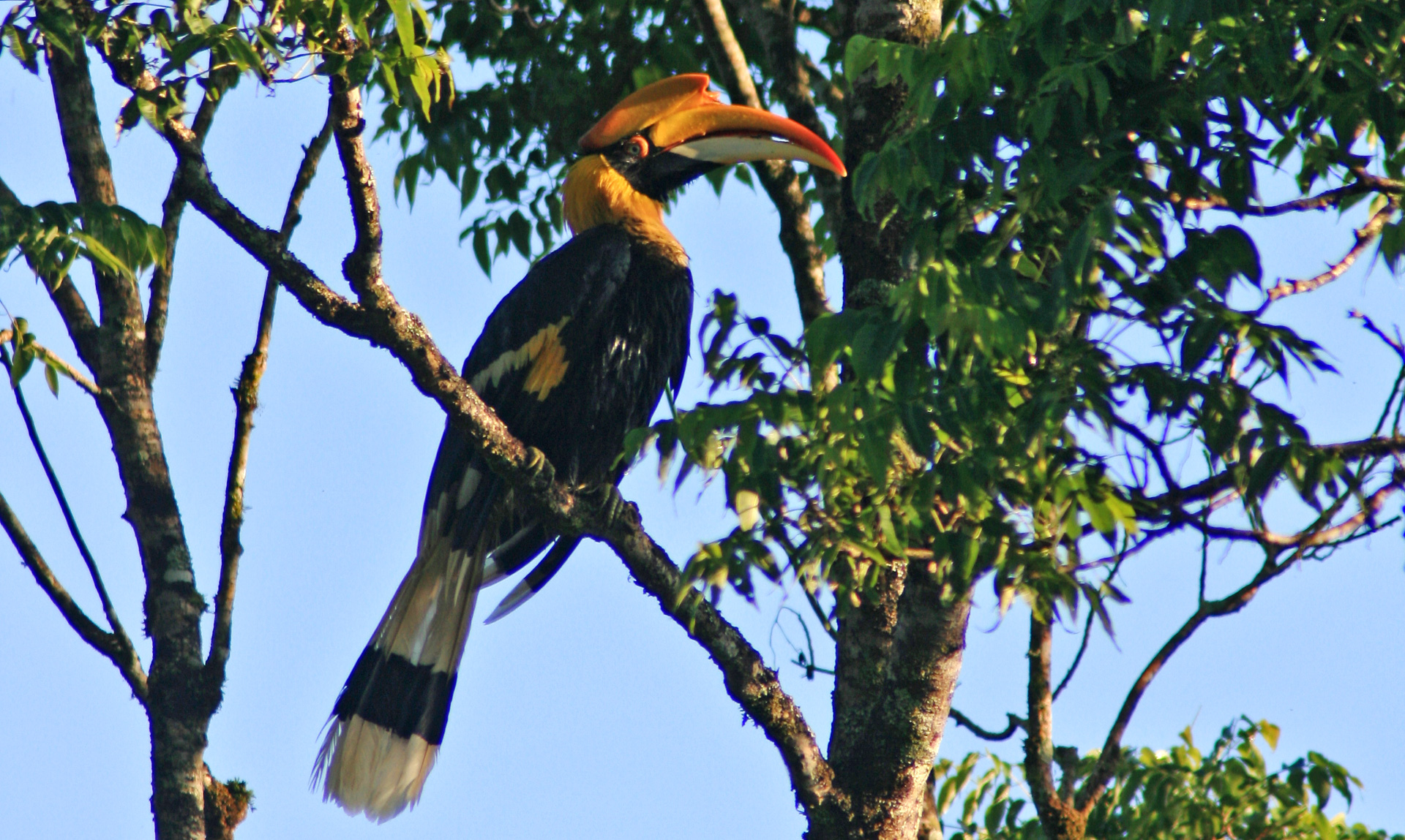 Valparai Birds