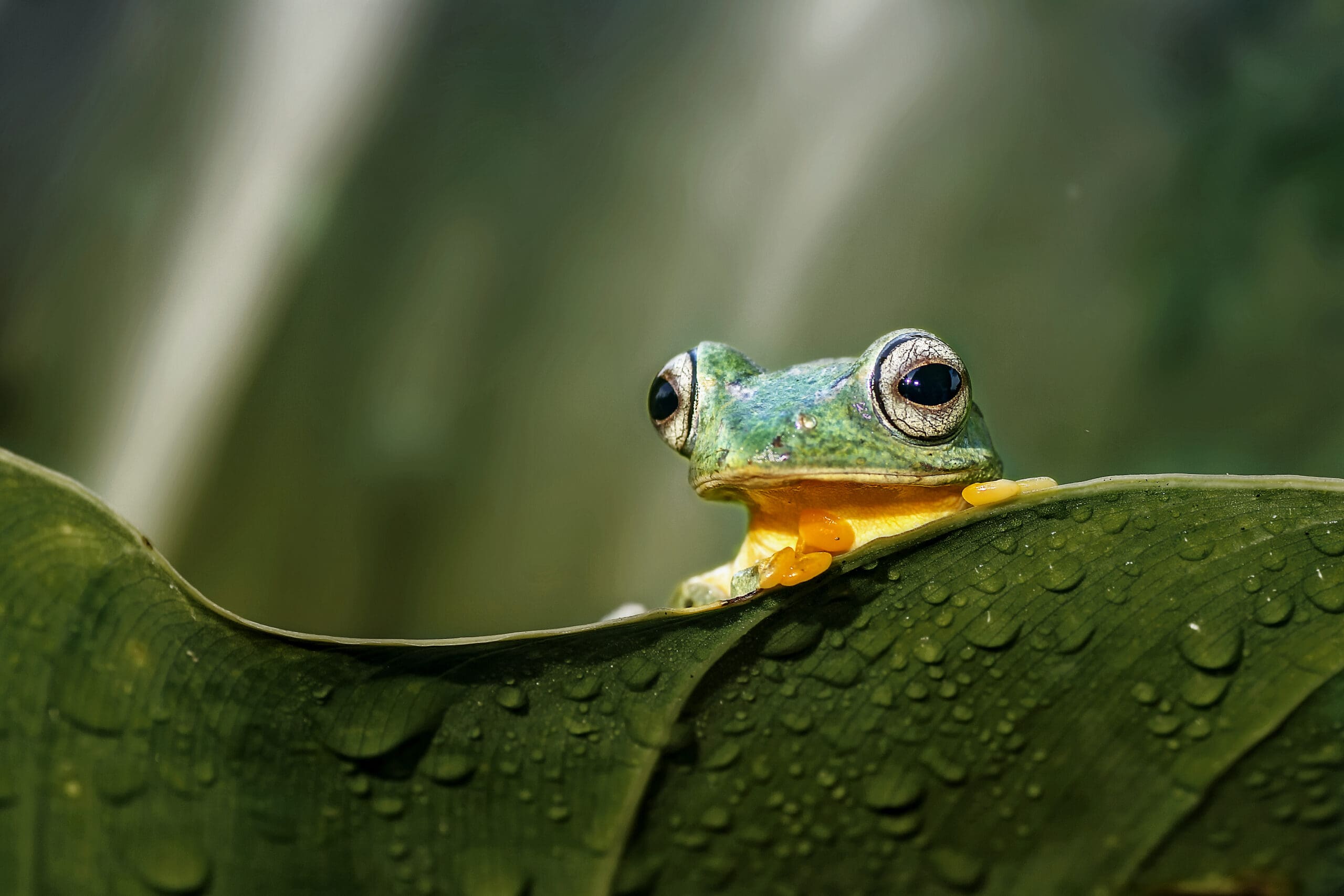 Frog in Danum Valley Borneo