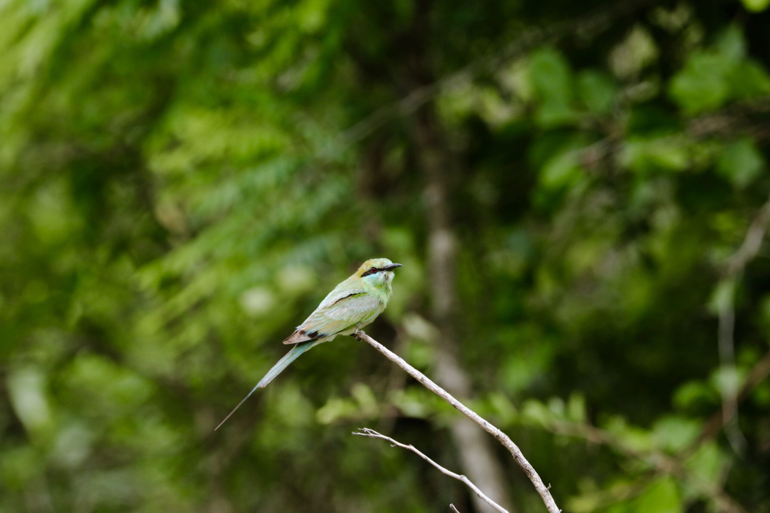 Birds in Bandipur