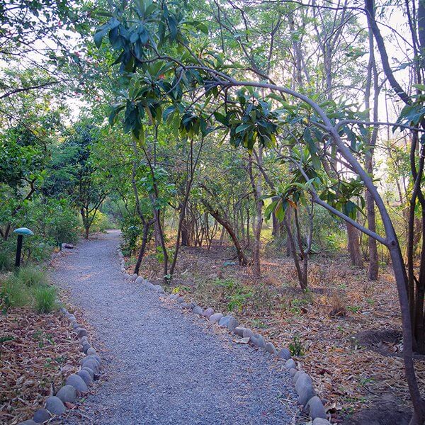 pathway to jim's jungle retreat