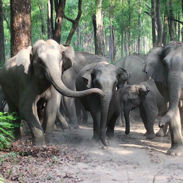 elephants at jim's jungle retreat