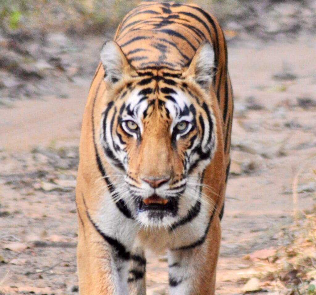 Tigers Satpura National Park
