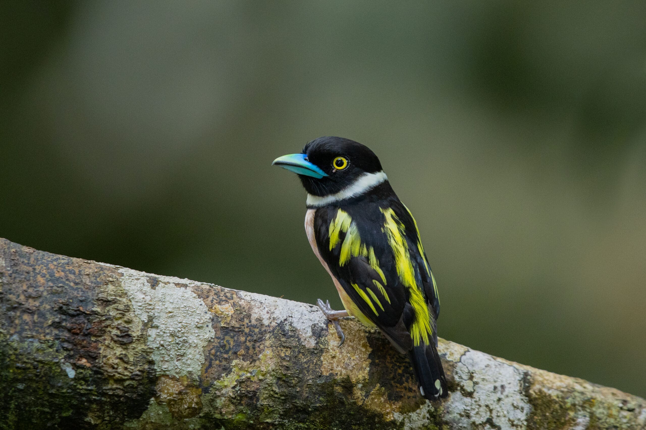 Danum Valley birdwatching