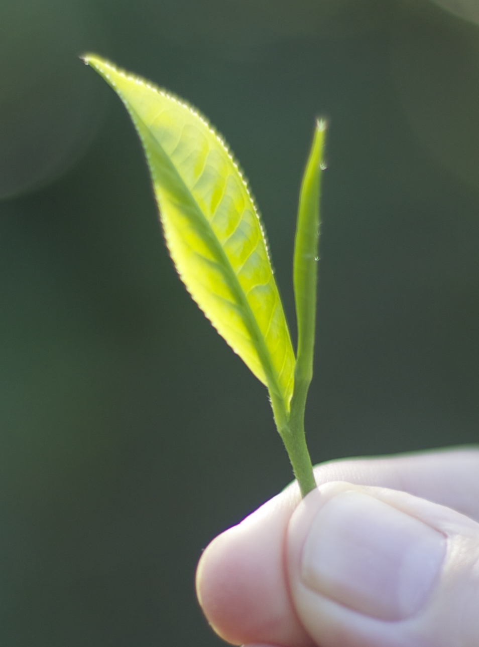 close up of a leaf