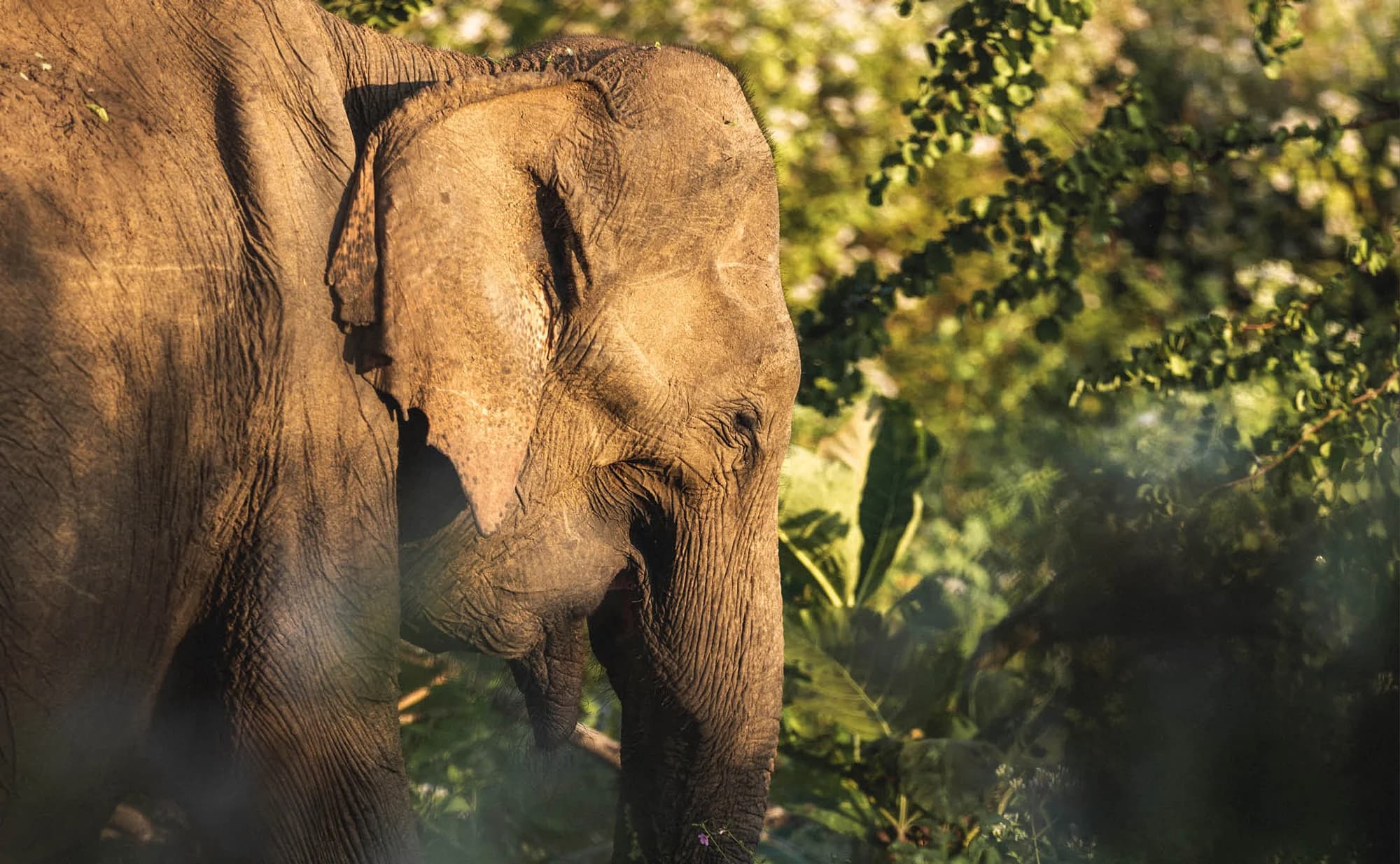 Elephant viewing from amanwella