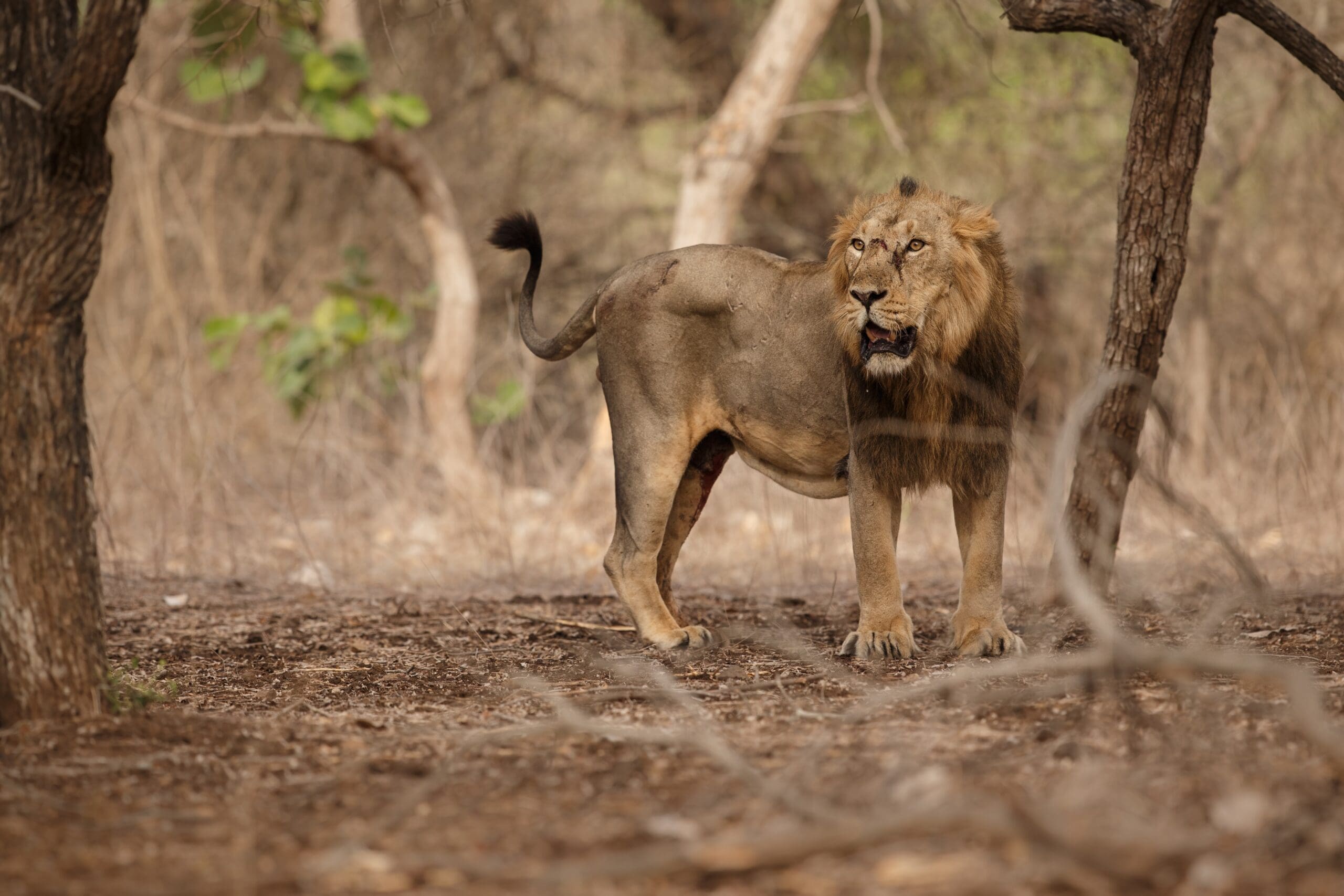 Asiatic,Lion,Male,In,The,Nature,Habitat,In,Gir,National