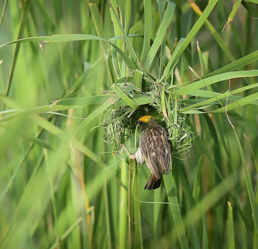 Sri Lankan bird
