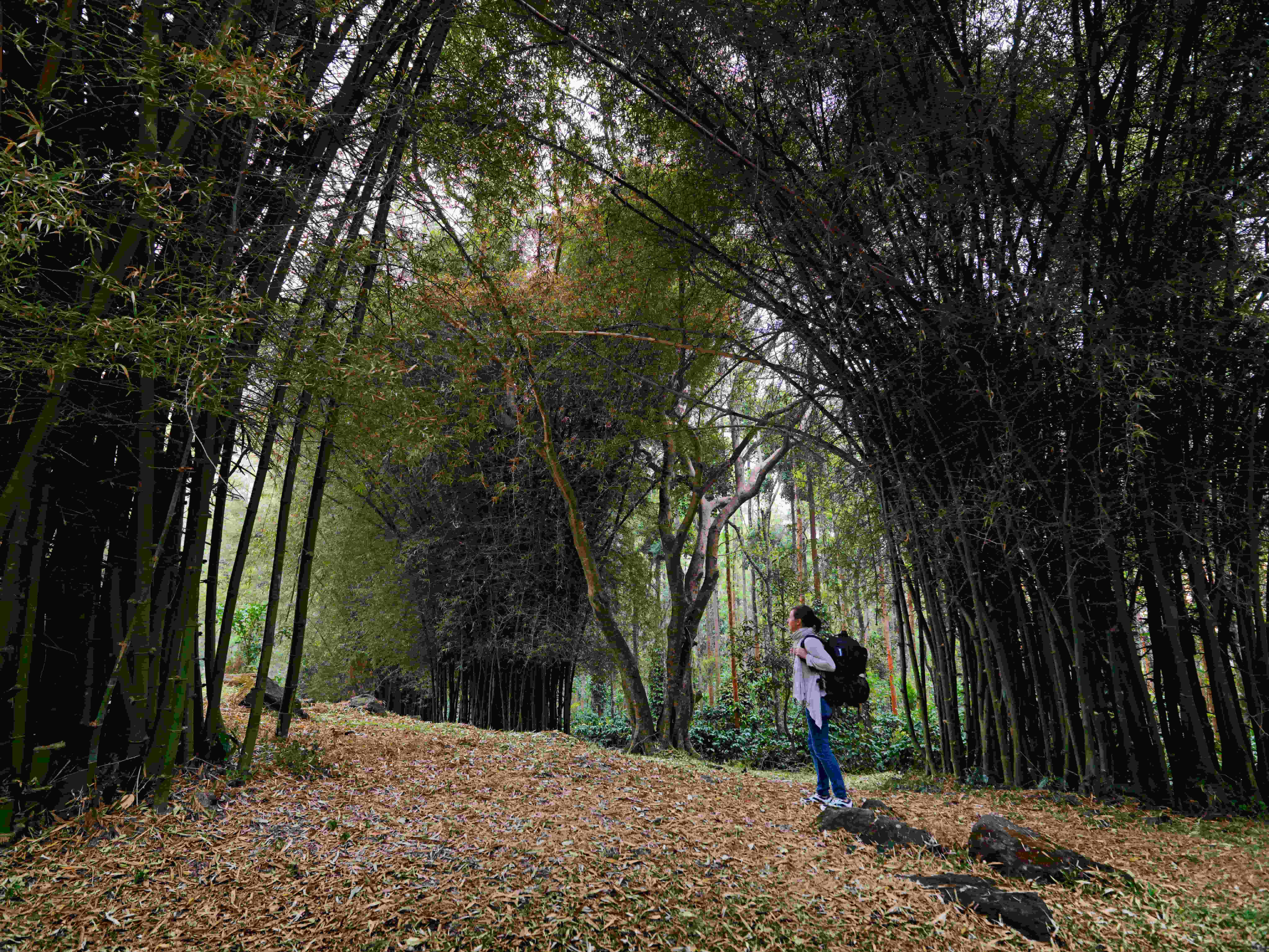 bamboo forest at serai chikmagalur