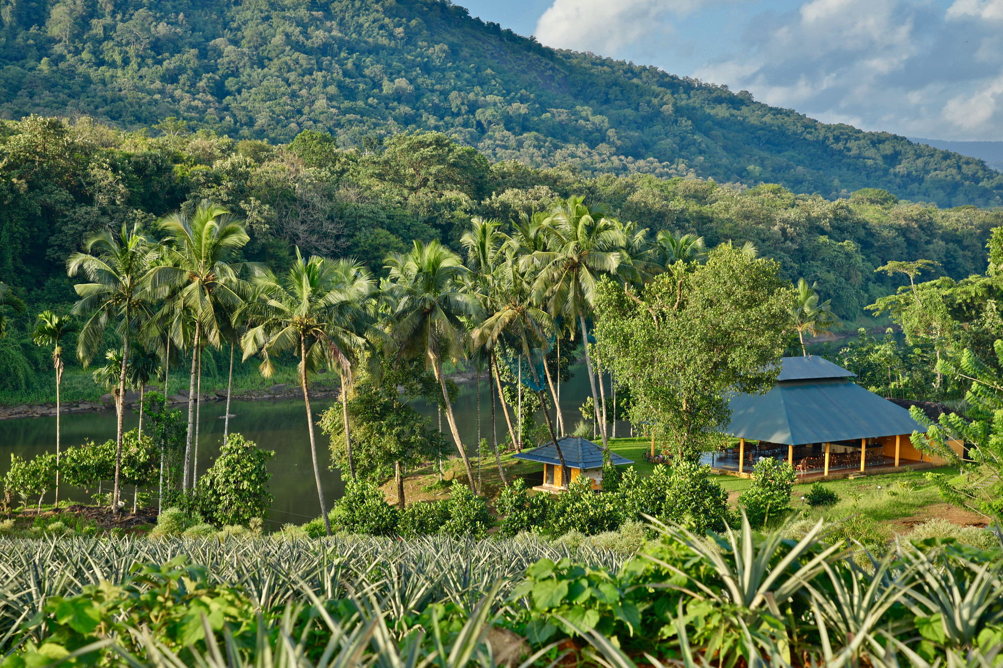 Birds Murmur Camp, Thattekkad (3)