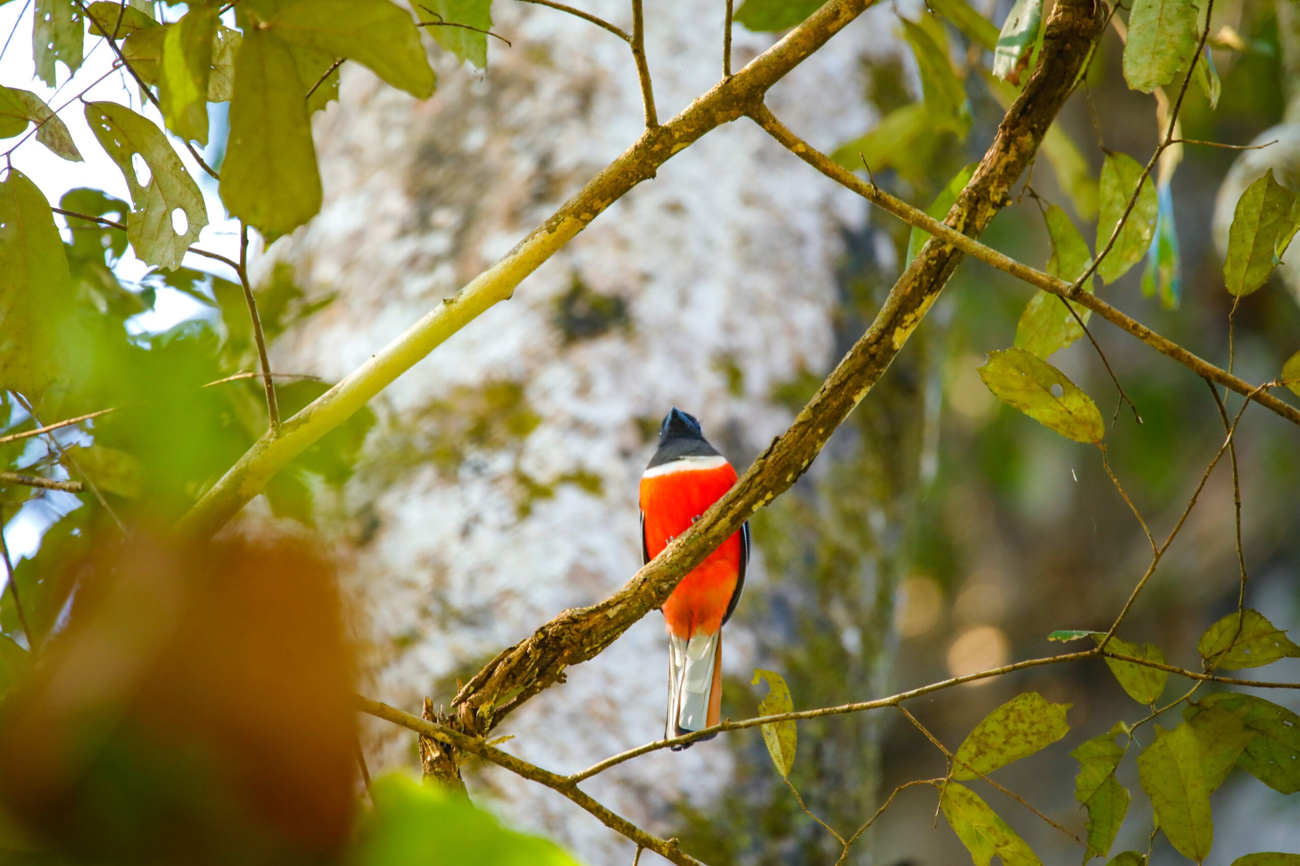 Birds Murmur camp (25)