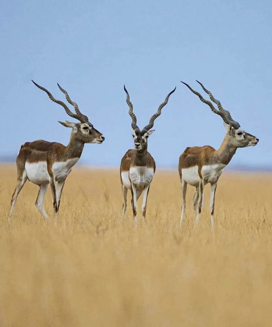 Wildlife at Blackbuck
