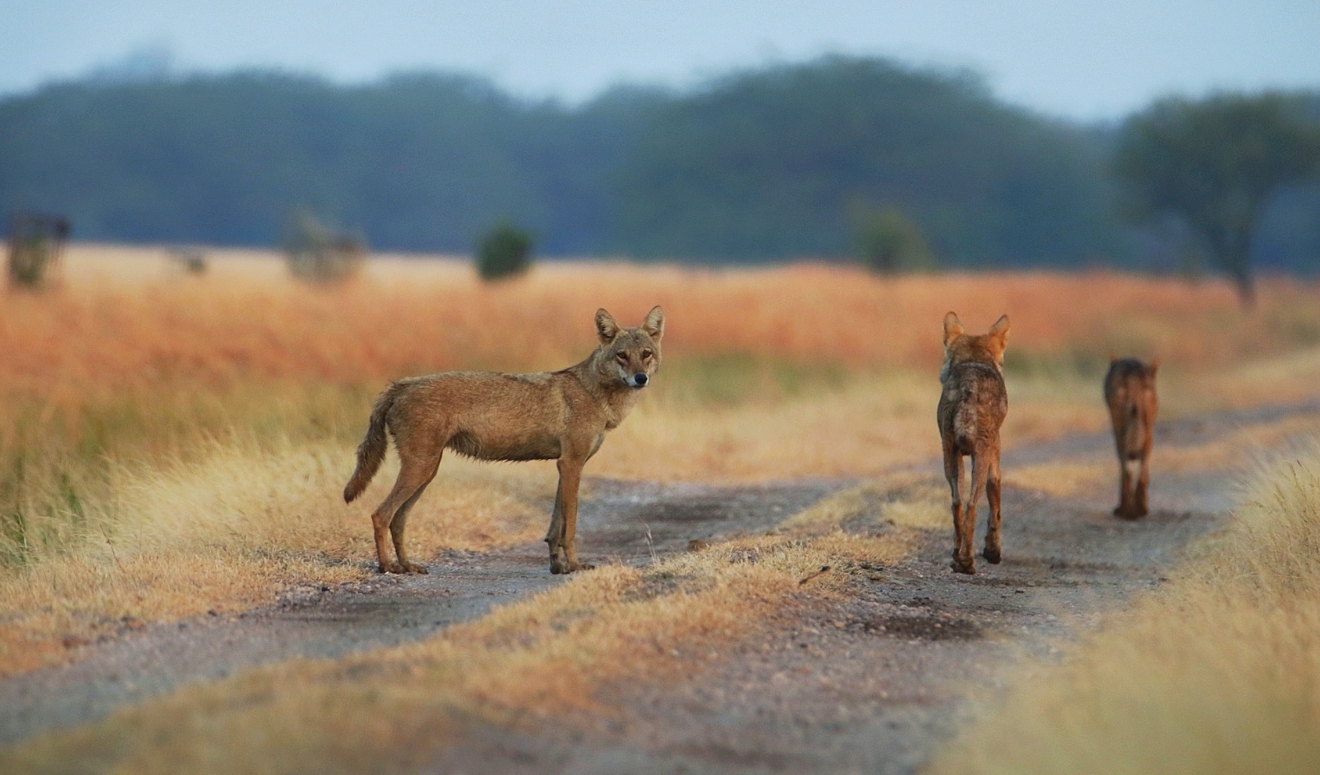 WIldlife at blackbuck