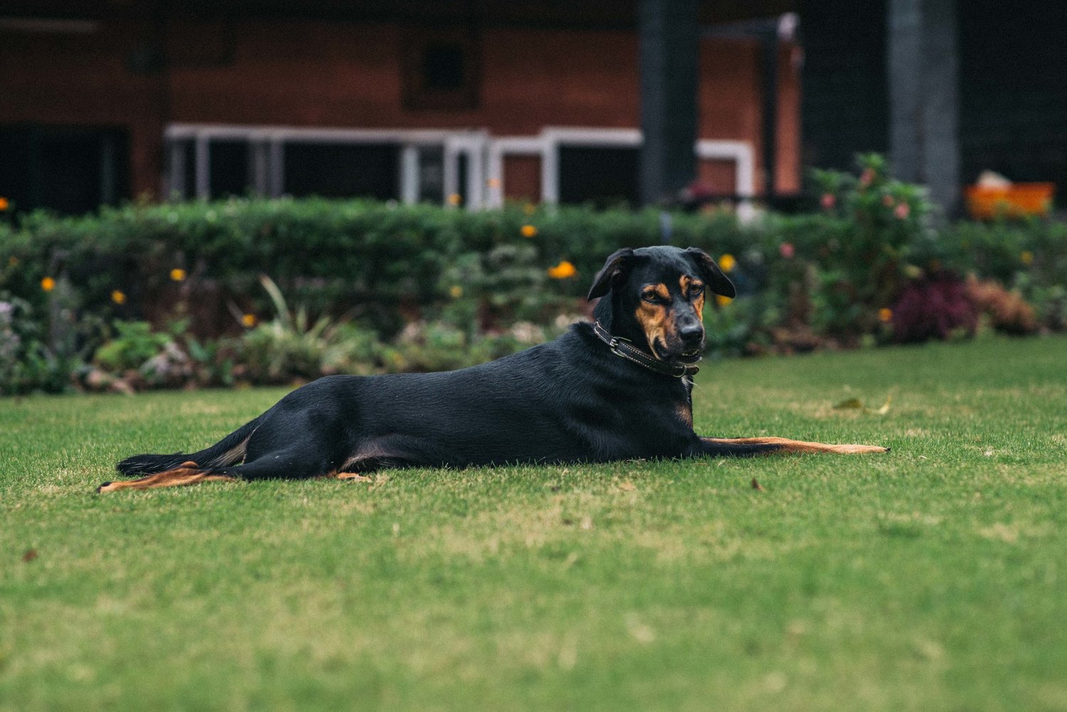 pet dog at gitanjali homestay