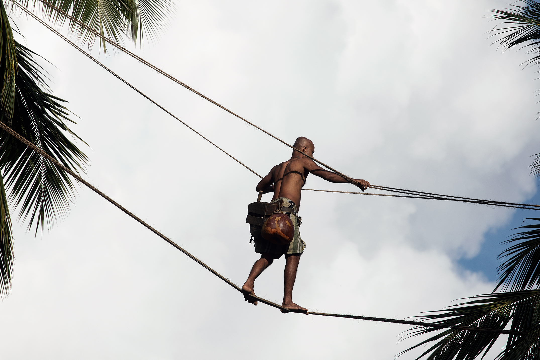 Toddy Tapping