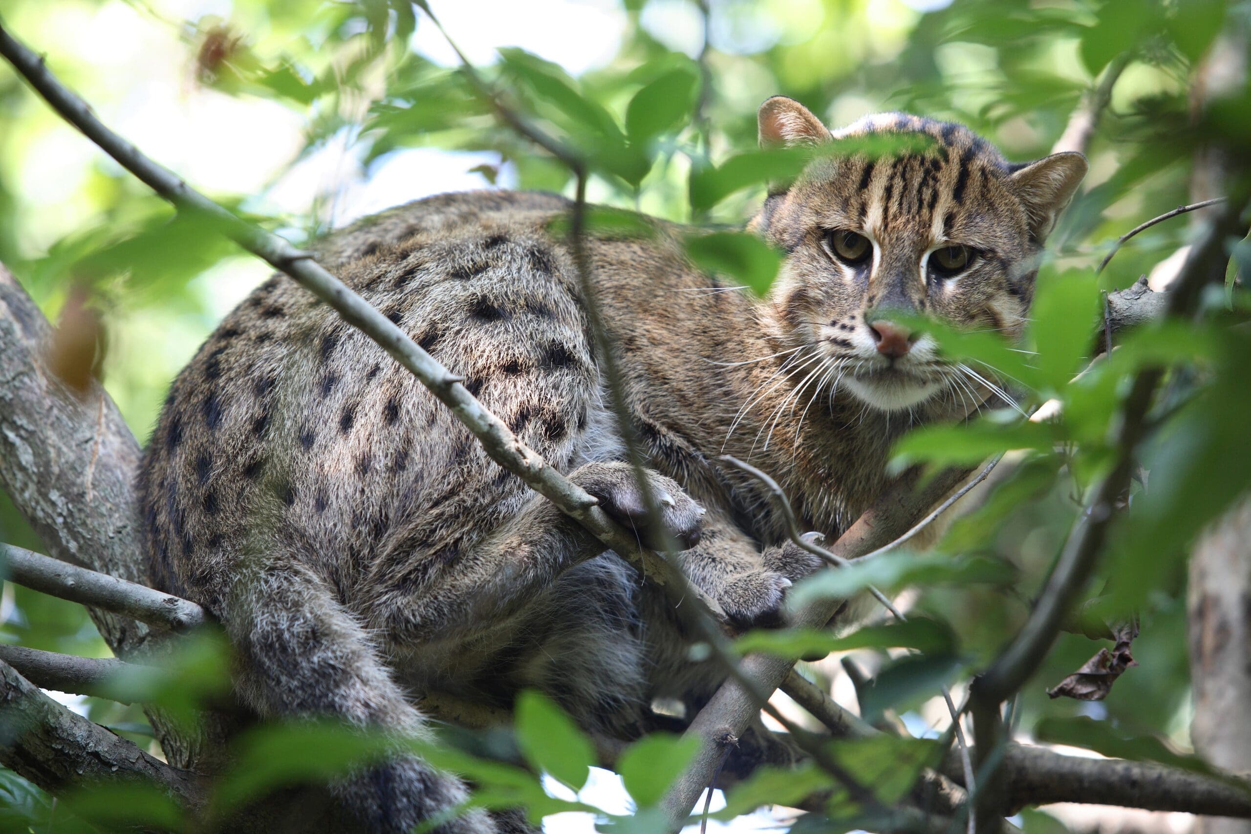 Fishing cat cardamom tented camp