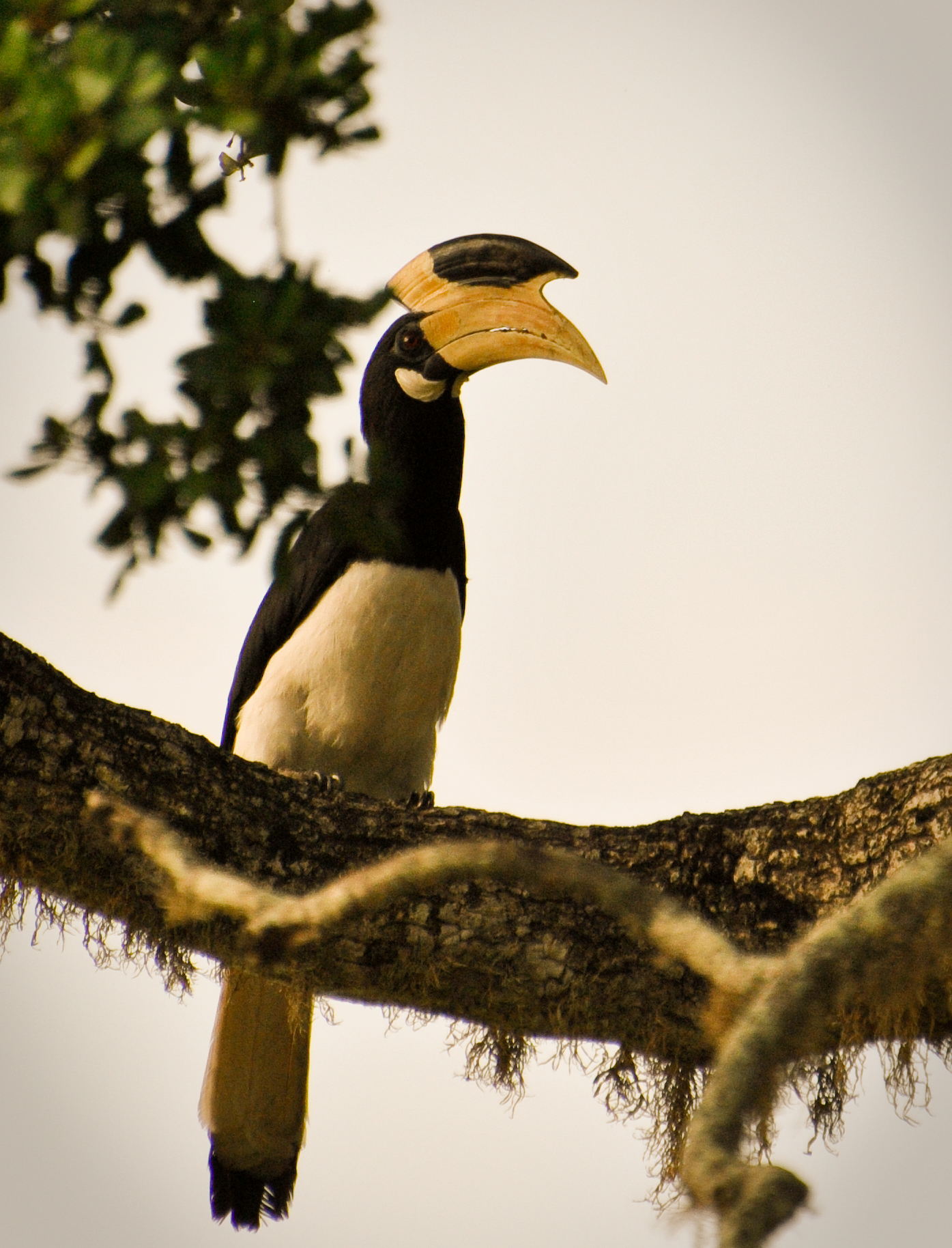 Bird at Flameback Eco Lodge