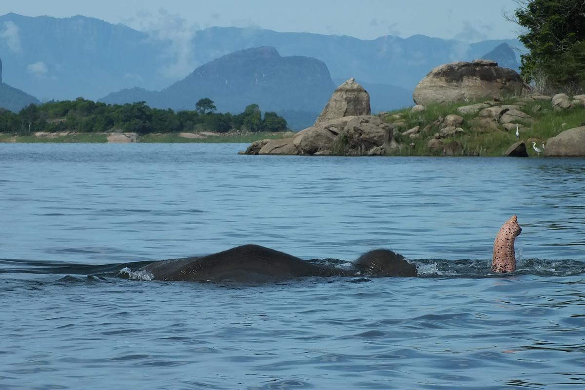 GalOya Elephant Boat safari
