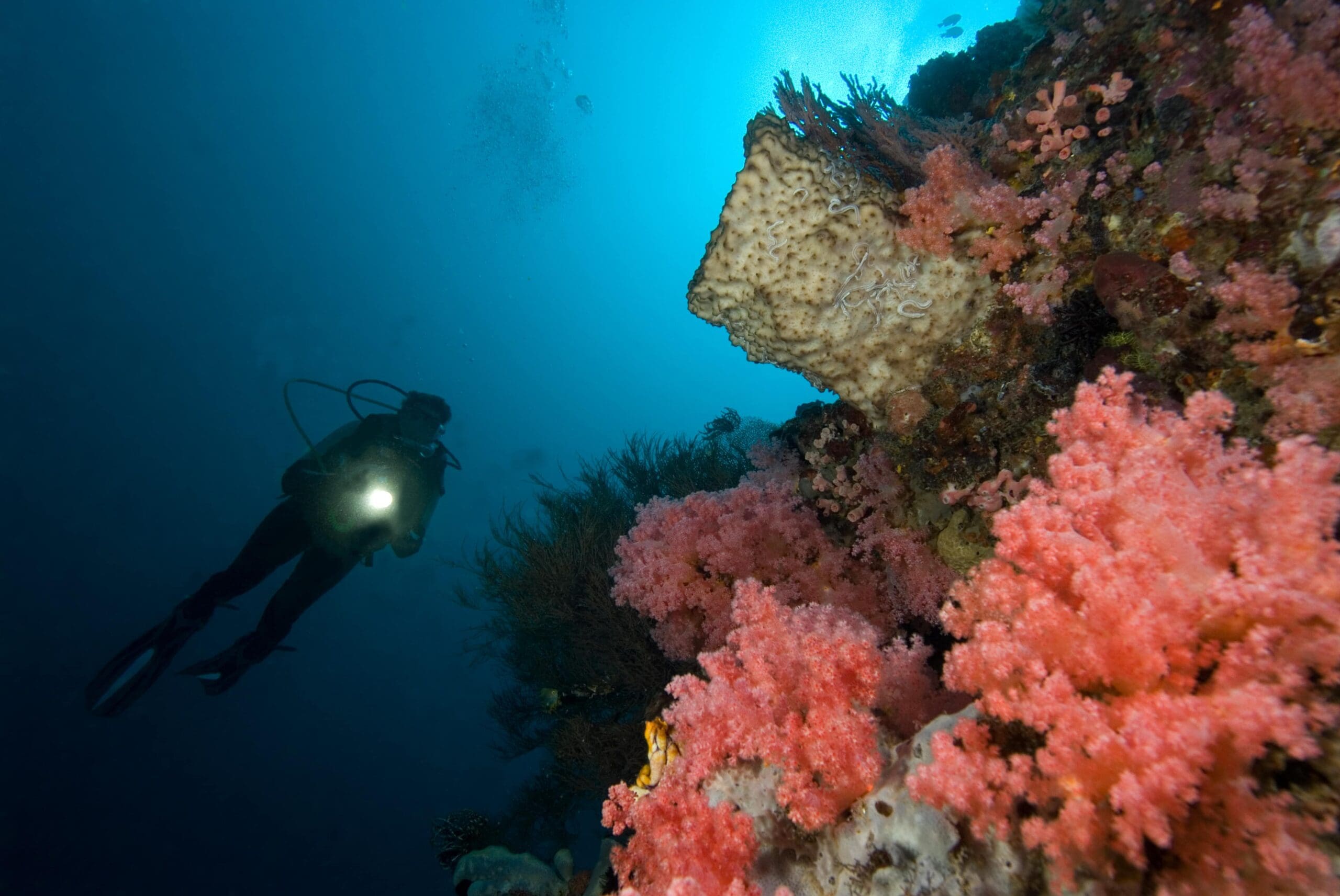 Gangga Island Resort underwater diver